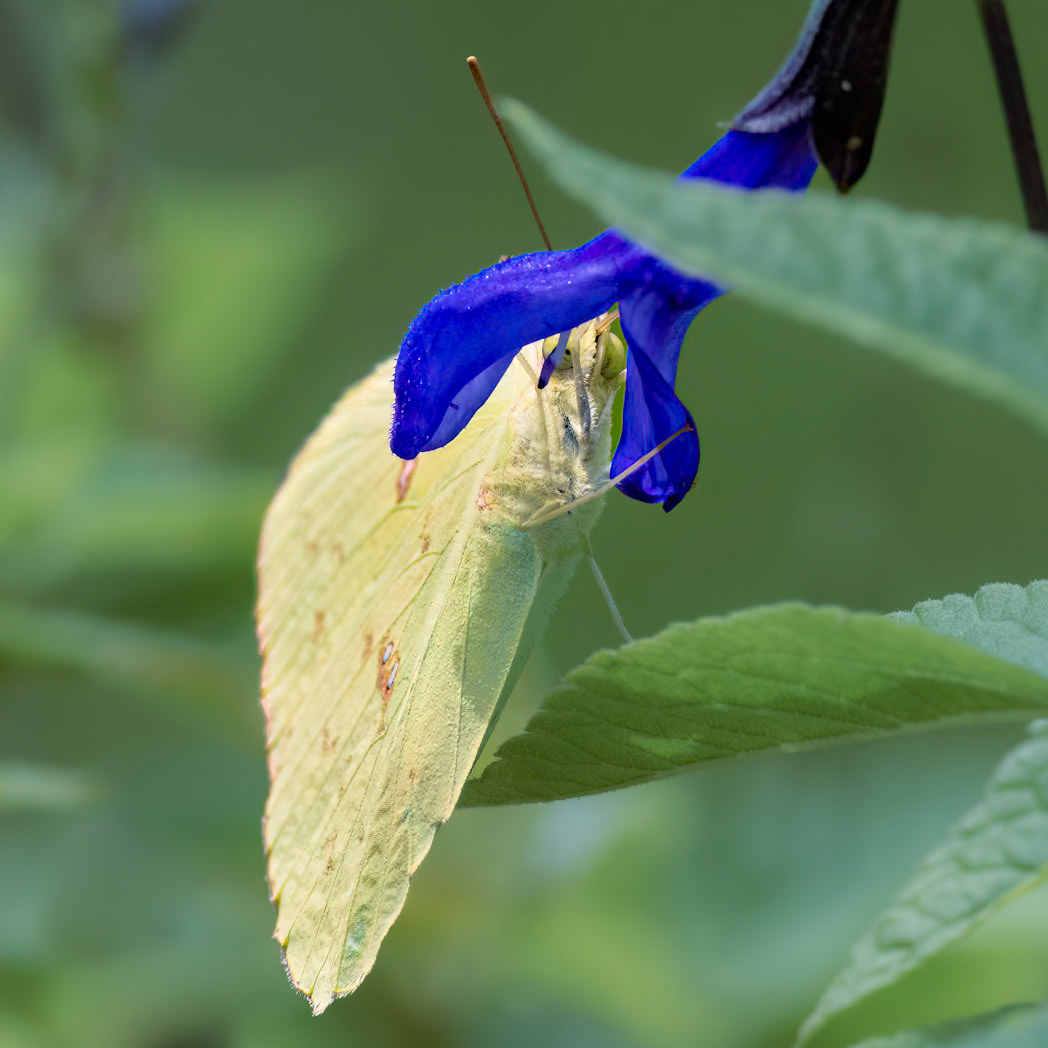 Cloudless sulfer on black and blue salvia 2, Brunswick County Botanical Gardens