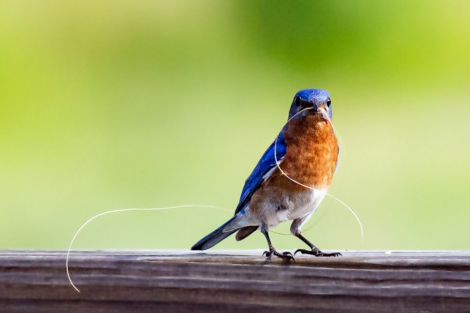 Male Eastern Bluebird 13, OIB