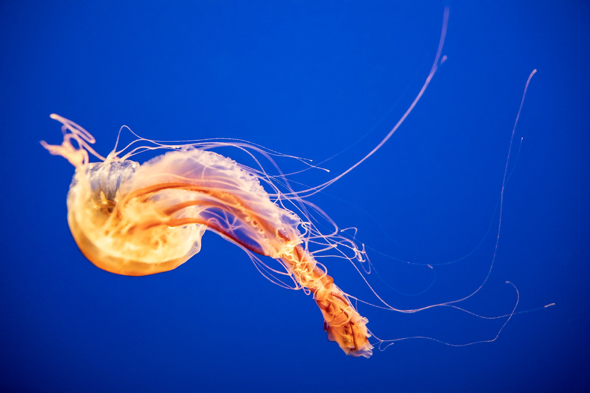Jellyfish 1, Fort Fisher