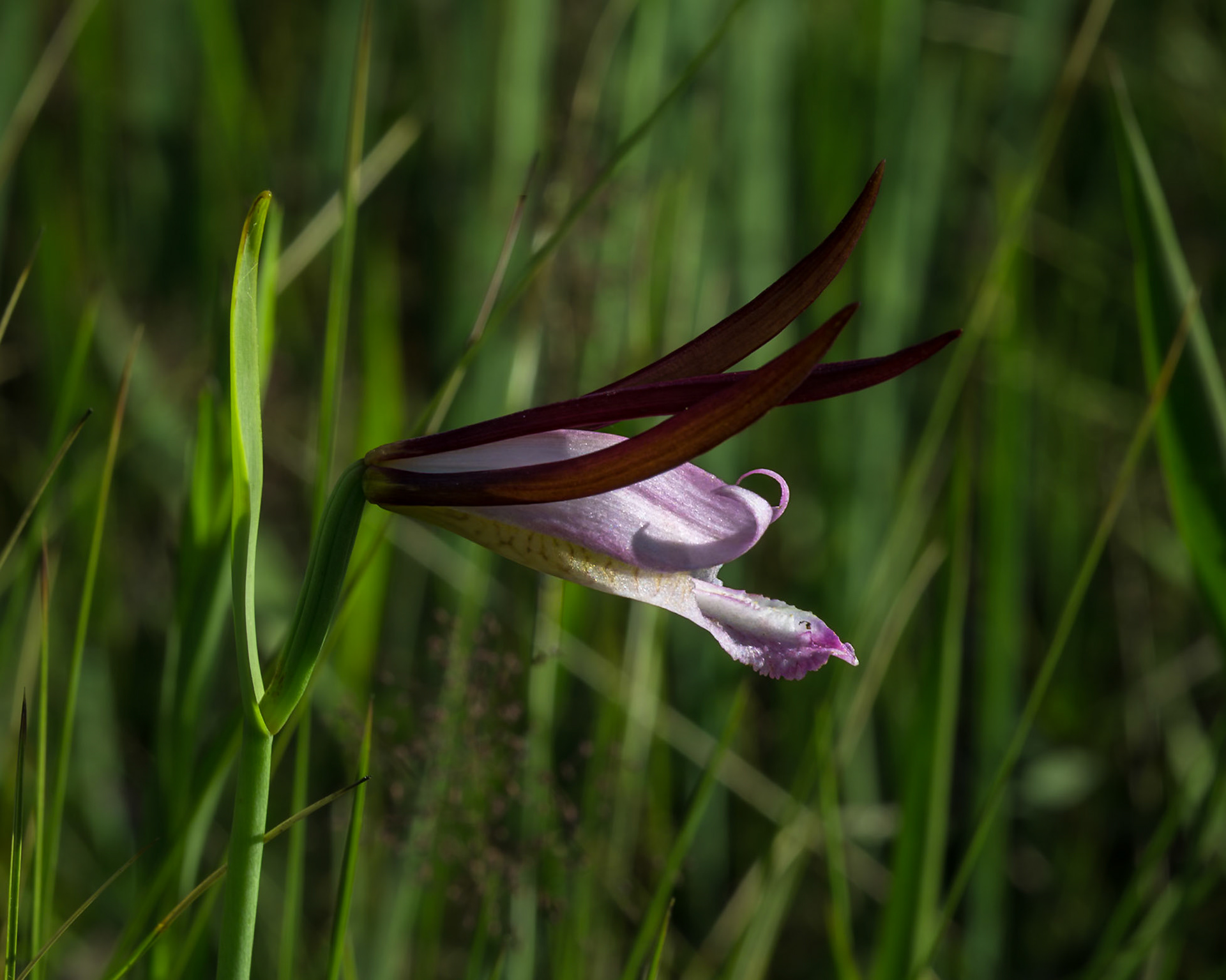 Coastal plain spreading pogonia  orchid 6, Green Swamp Preserve