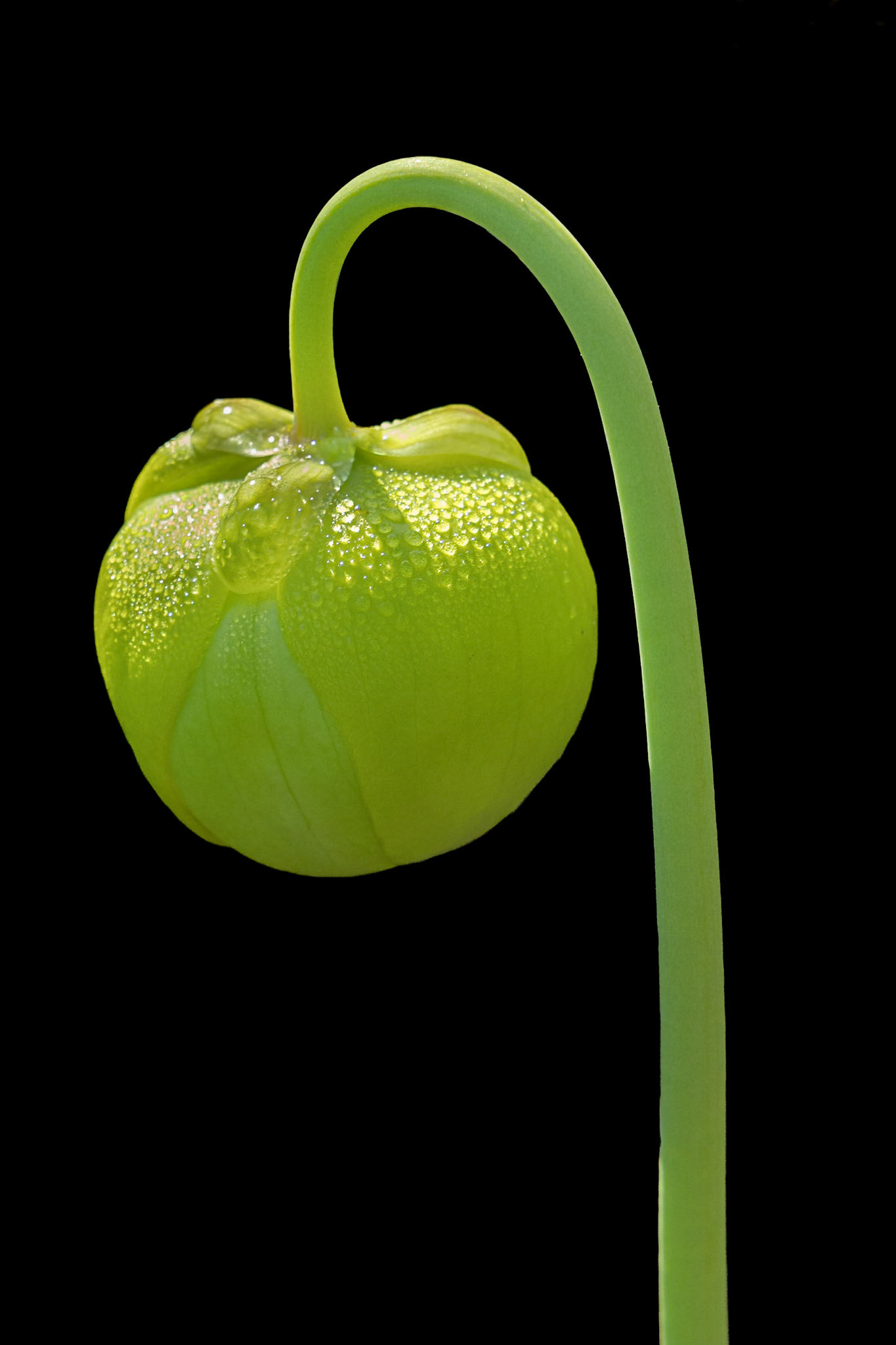Pitcher plant bud 15, Green Swamp Preserve