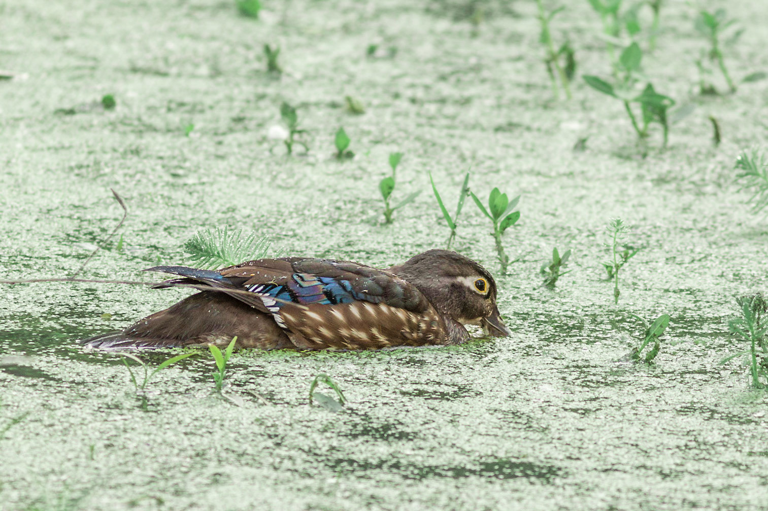 Female wood duck, Magnolia Plantation and Gardens, Audubon Swamp Garden