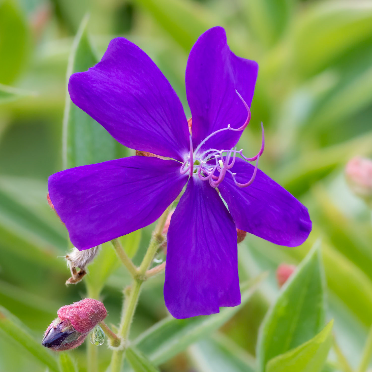 Princess Flower 1, Brunswick County Botanical Gardens