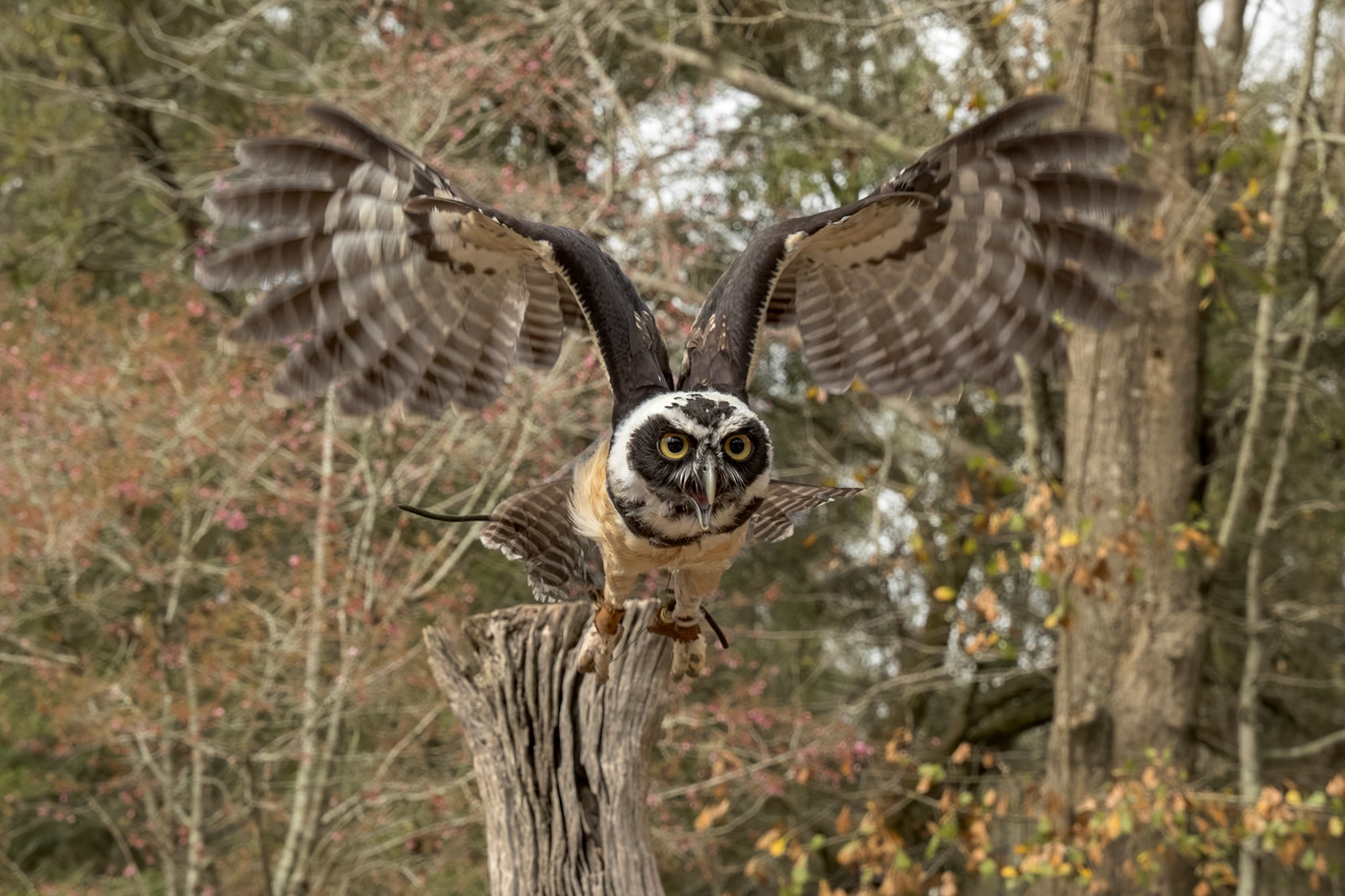 Spectacled owl immature 9, Center for Birds of Prey, Awendaw, SC