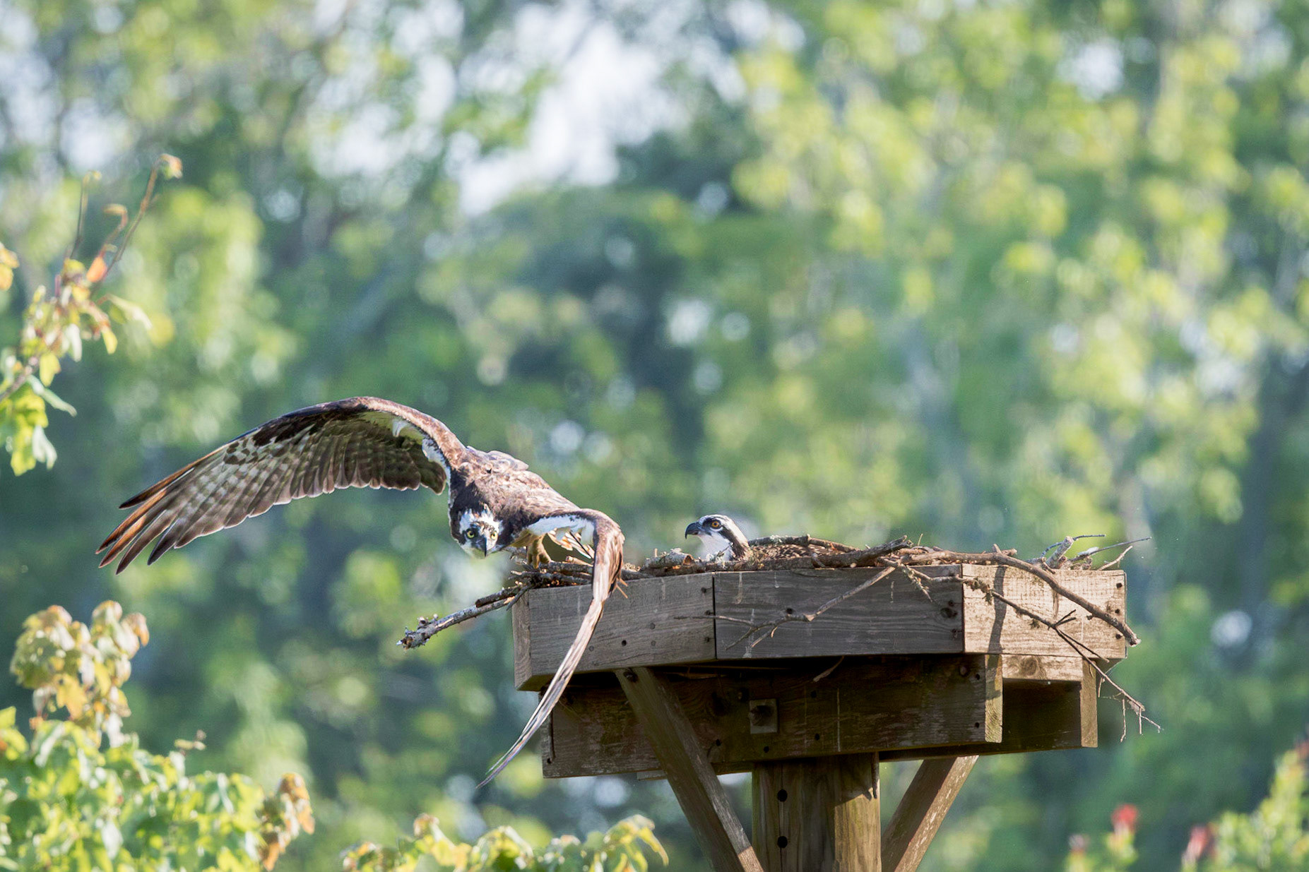 Osprey 111, Sea Trail