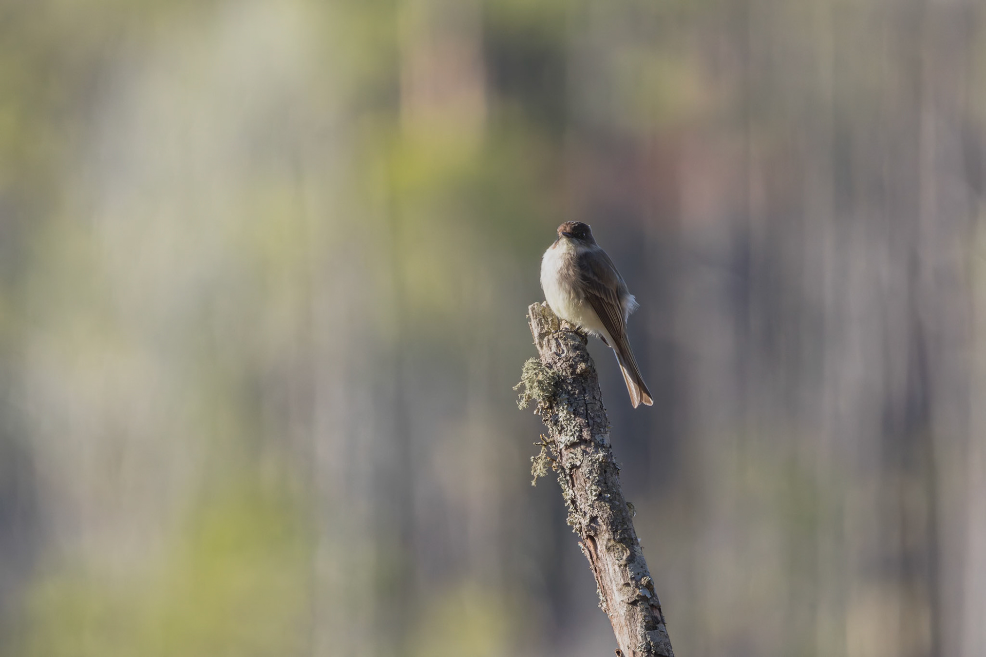Eastern phoebe 3, Huntington Beach State Park