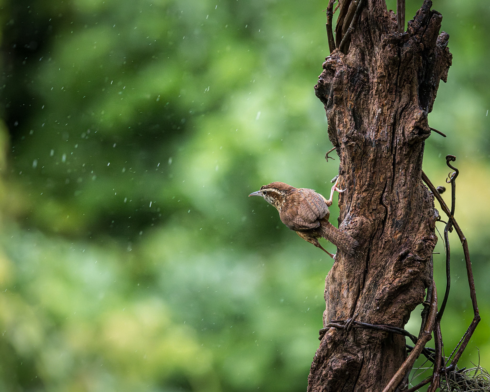 Carolina Wren 6, The Nut House, Clemson, SC