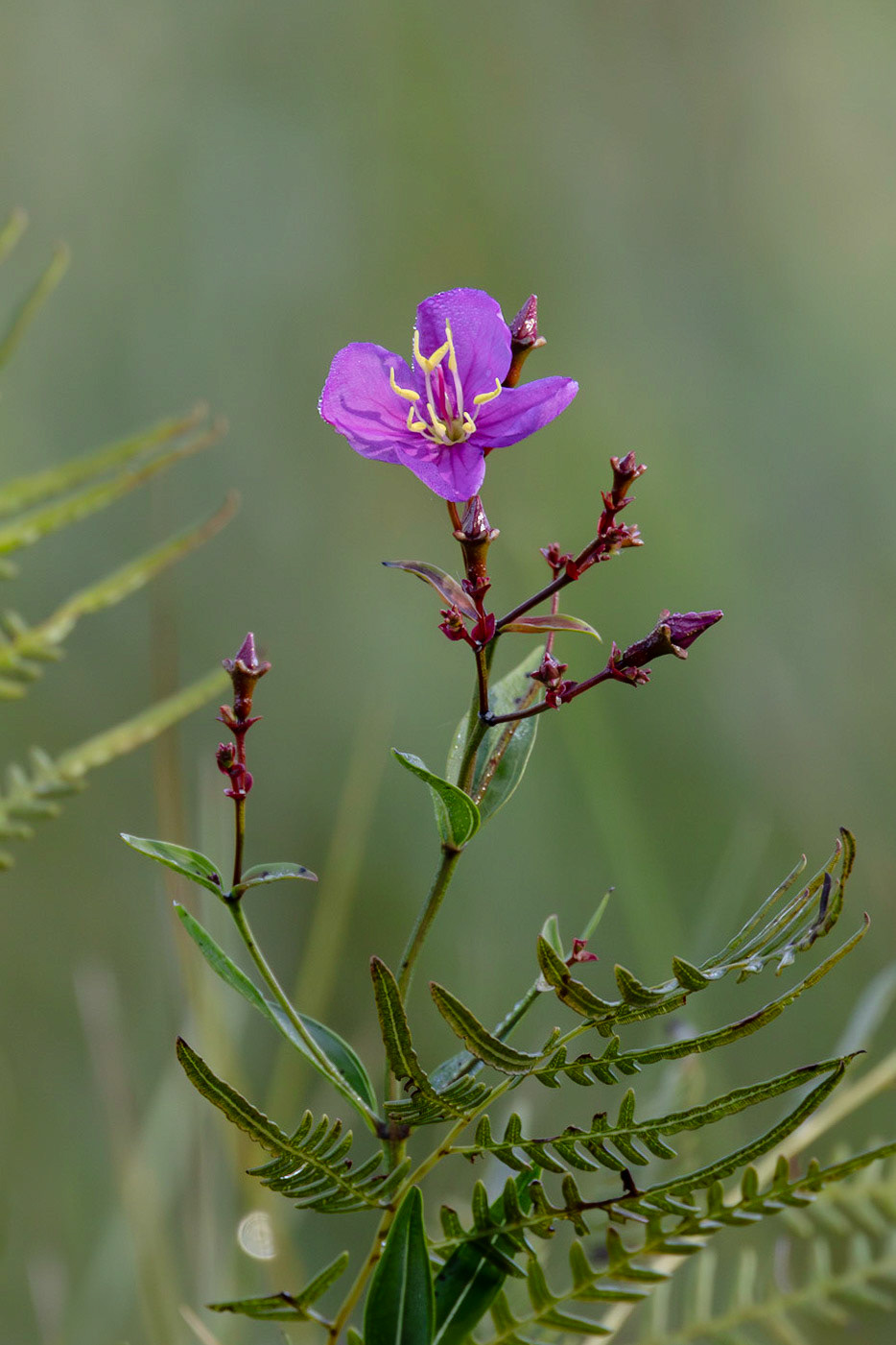 Savannah meadowbeauty 4, Green Swamp area