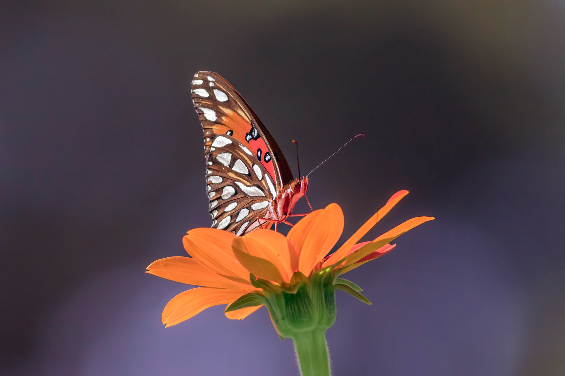 Gulf fritillary 6, New Hanover County Arboretum