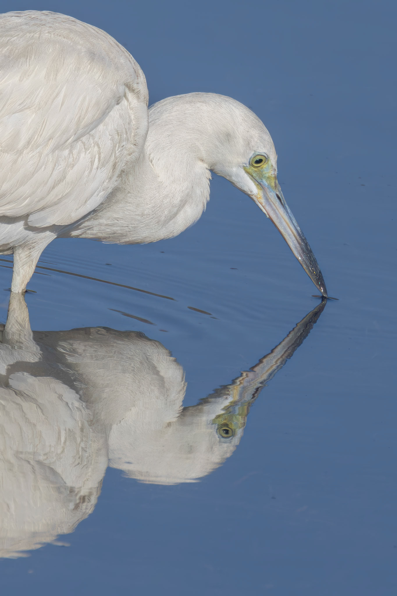Little Blue Heron - juvenile 25, Huntington Beach State Park, SC