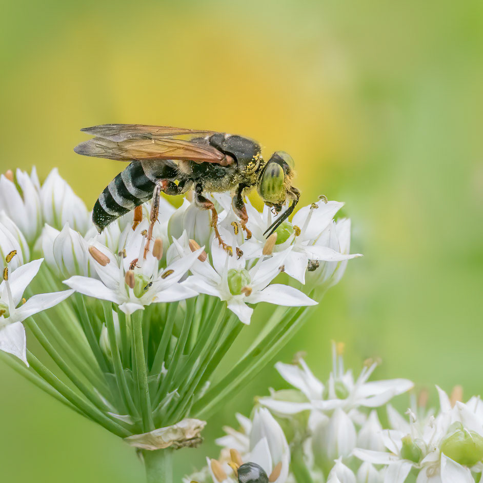 ??? bee on garlic 1, Brunswick County Botanical Gardens