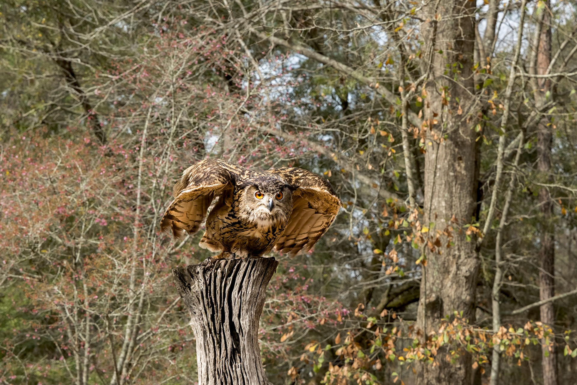 Eurasian eagle owl 1, Center for Birds of Prey, Awendaw, SC