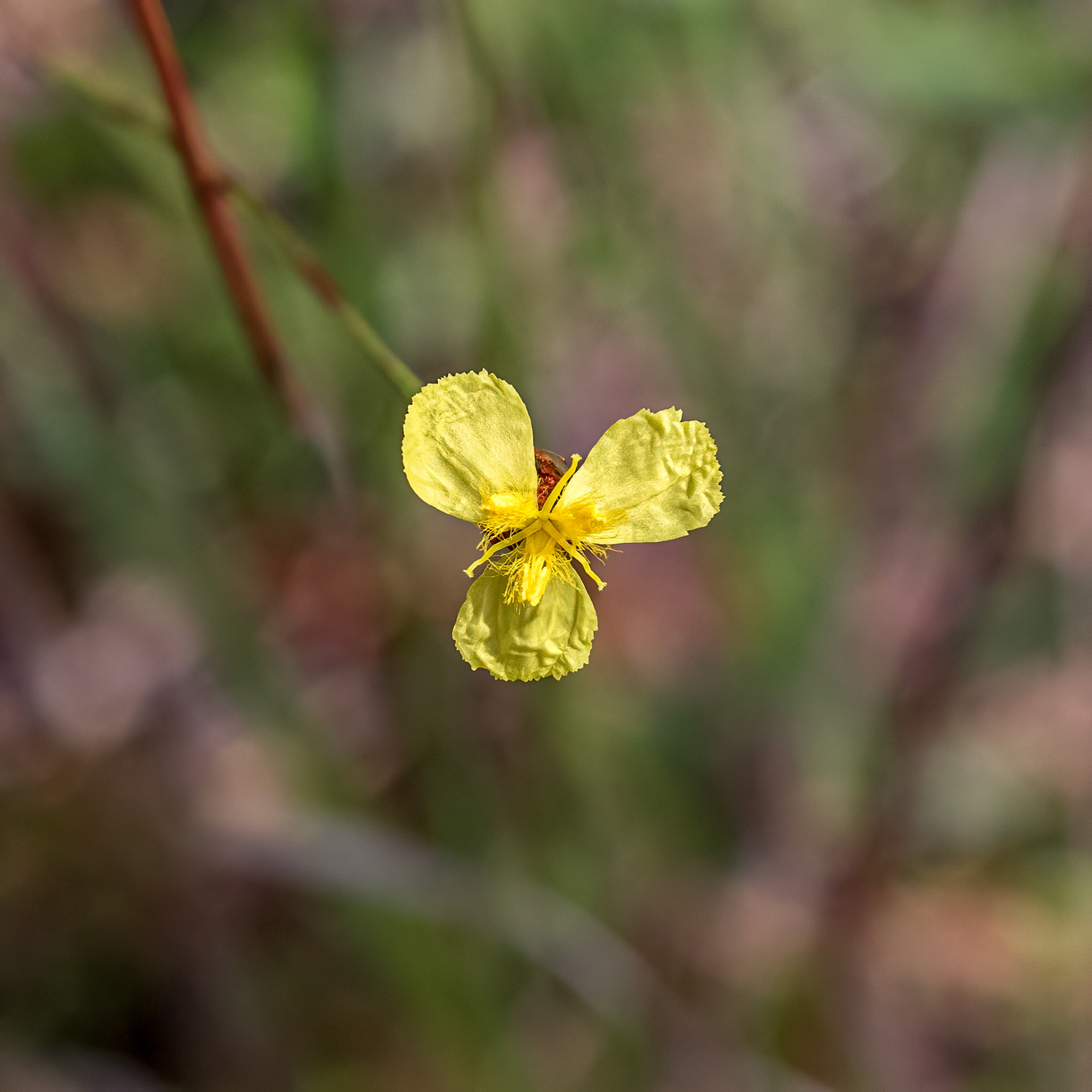 Yellow-eyed grass 1, Green Swamp Preserve