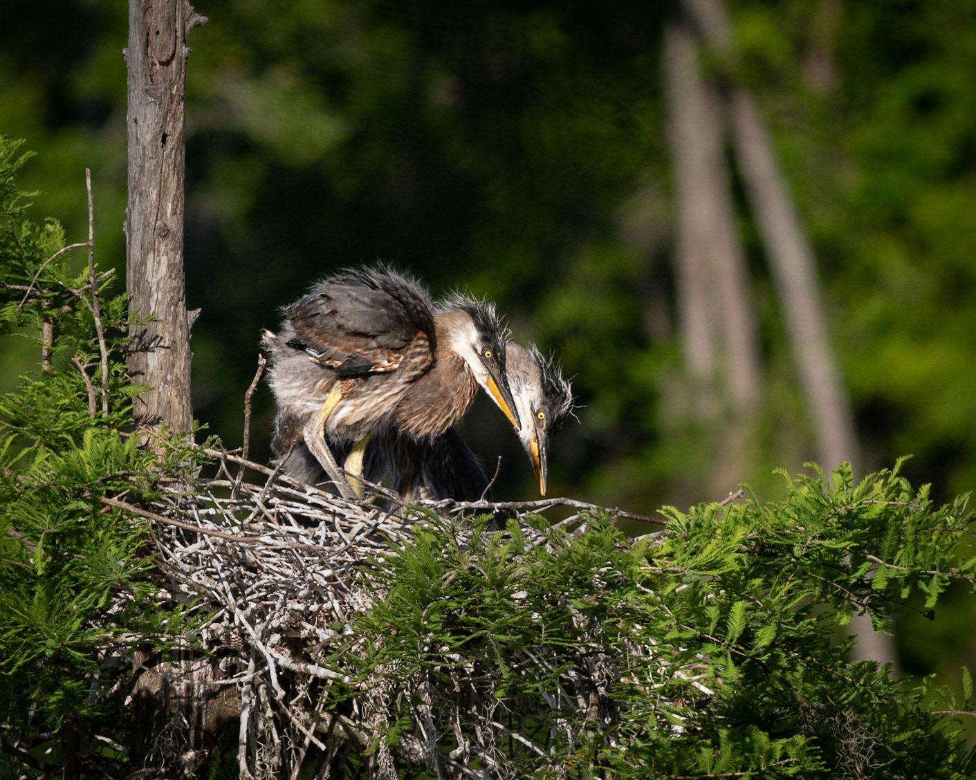 Great blue heron 91, Magnolia Plantation and Gardens, SCAIR 38