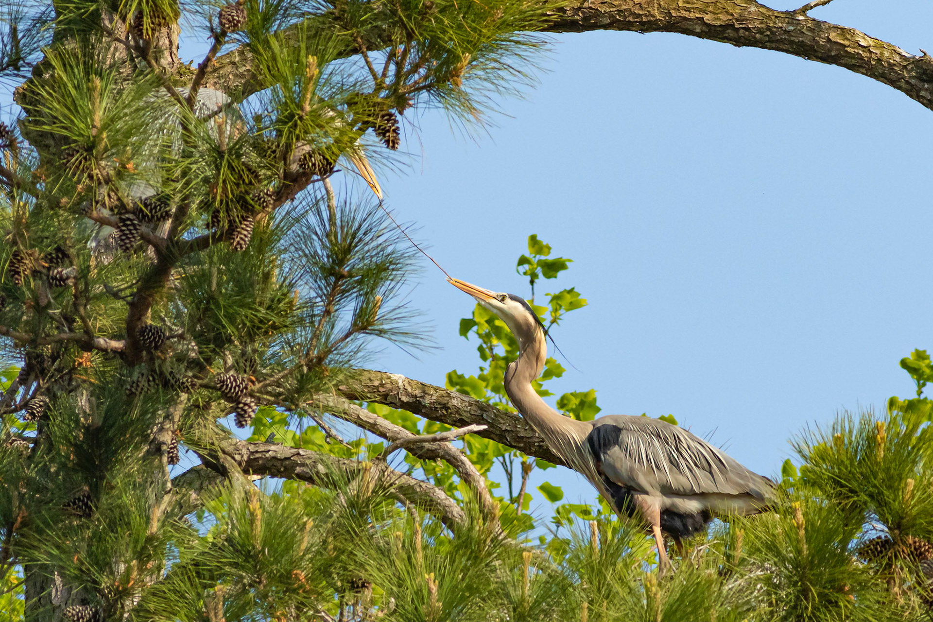 Rookery 4, Sea Trail