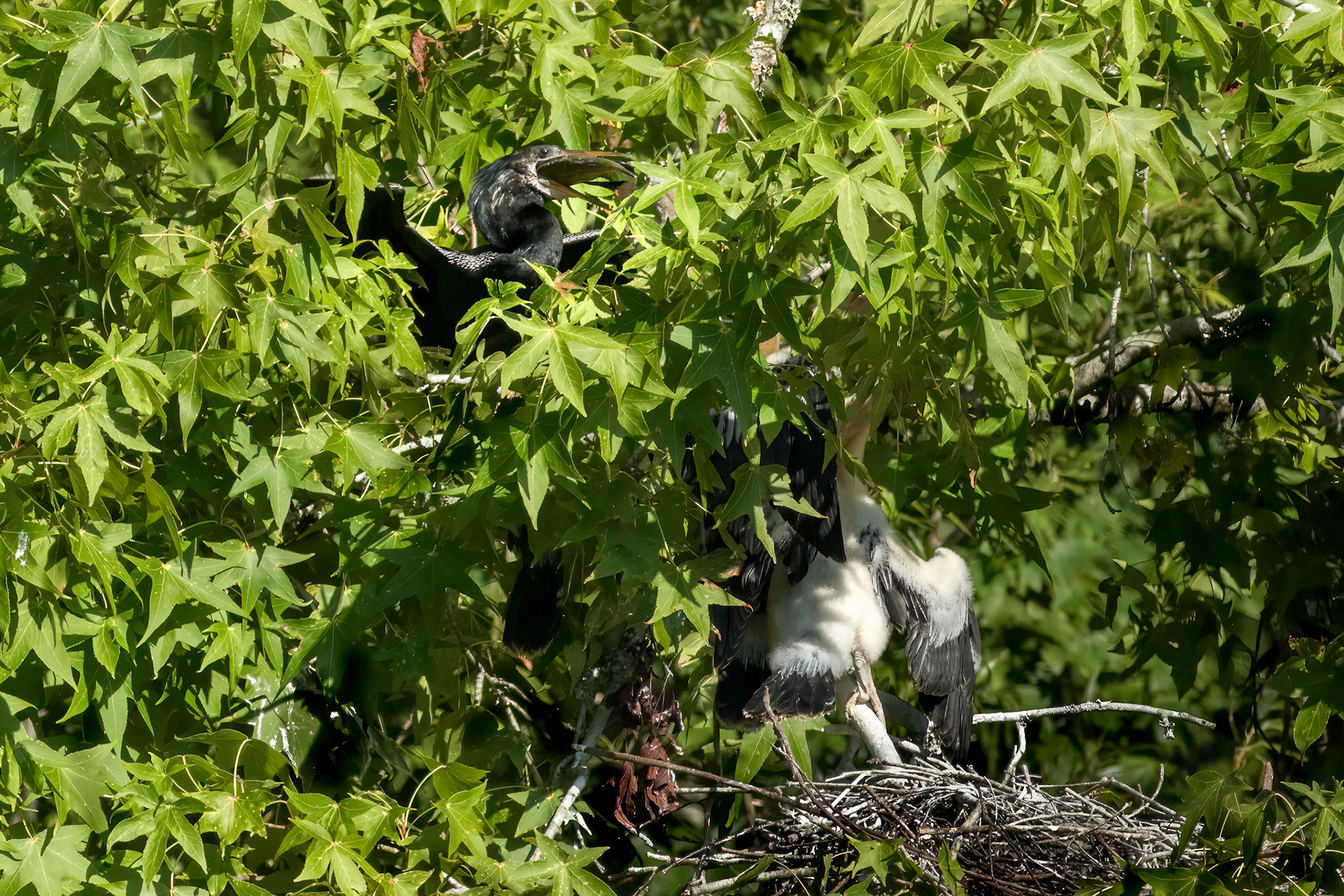 Anhinga nest 25, Sea Trail , Week of July 25, Nest 1
