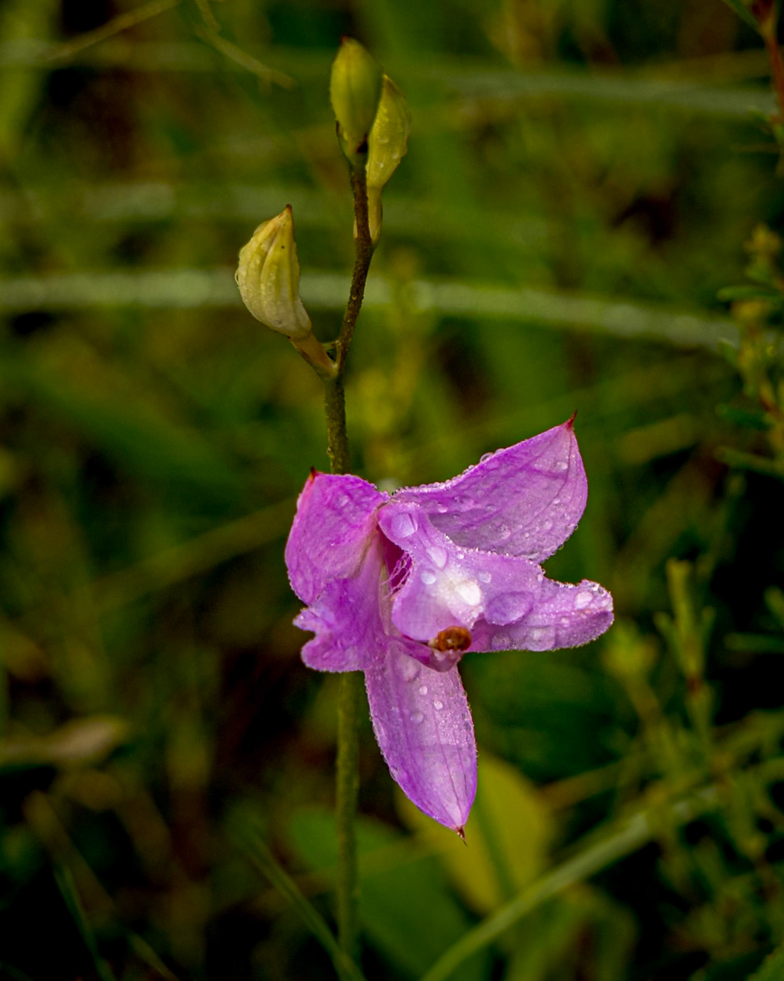 Grass pink orchid 20, Green Swamp Preserve