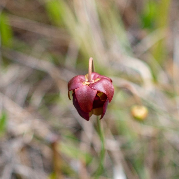 Purple pitcher plant, Greenswamp Carnovorous 8