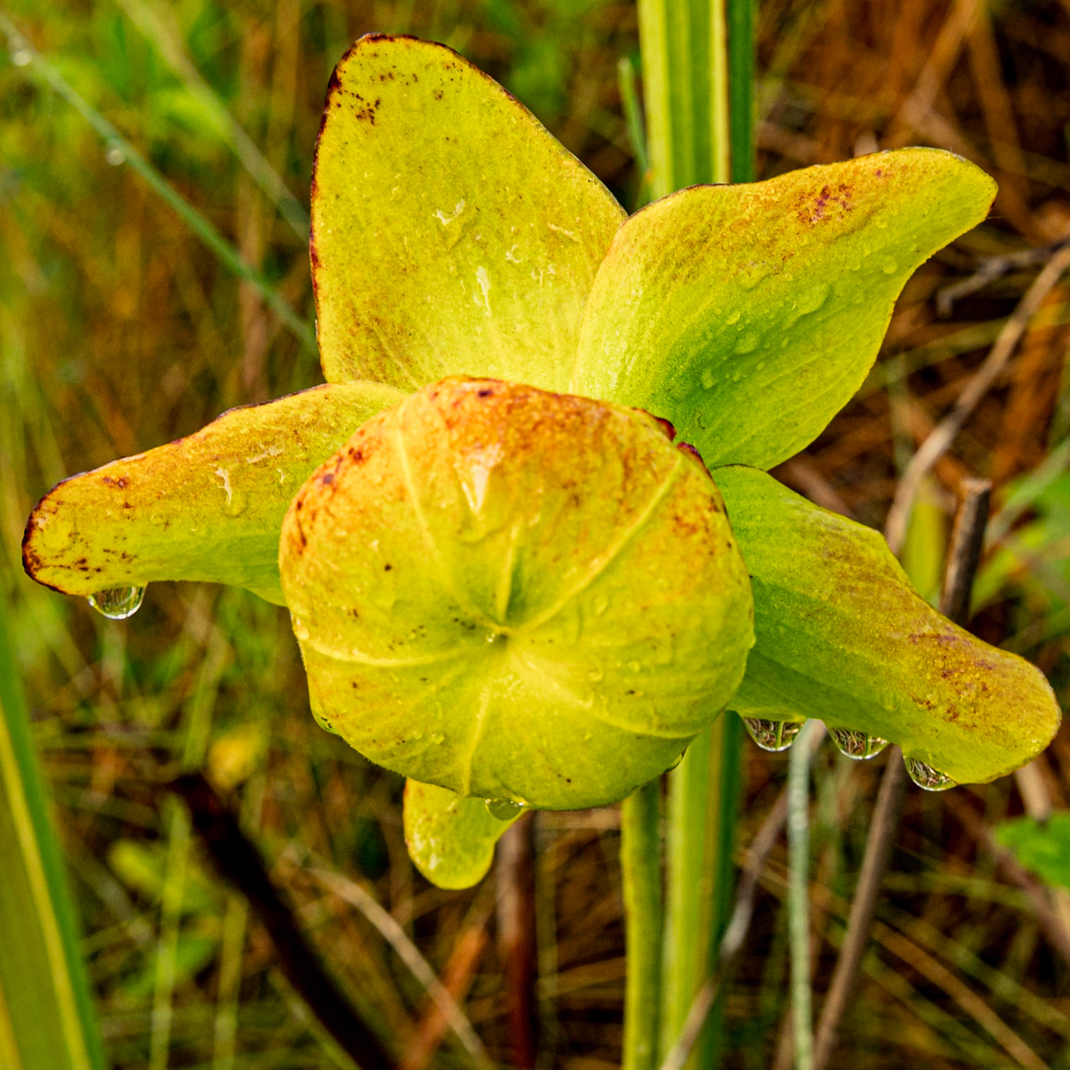 Pitcher plant bloom 10, Green Swamp Preserve