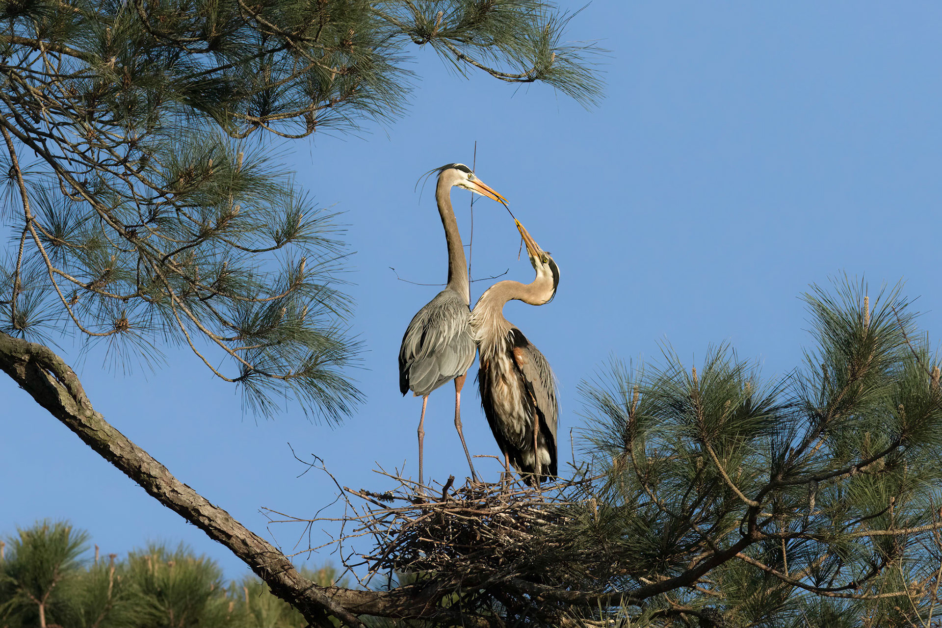 Herons Mating 7, She accepts the stick