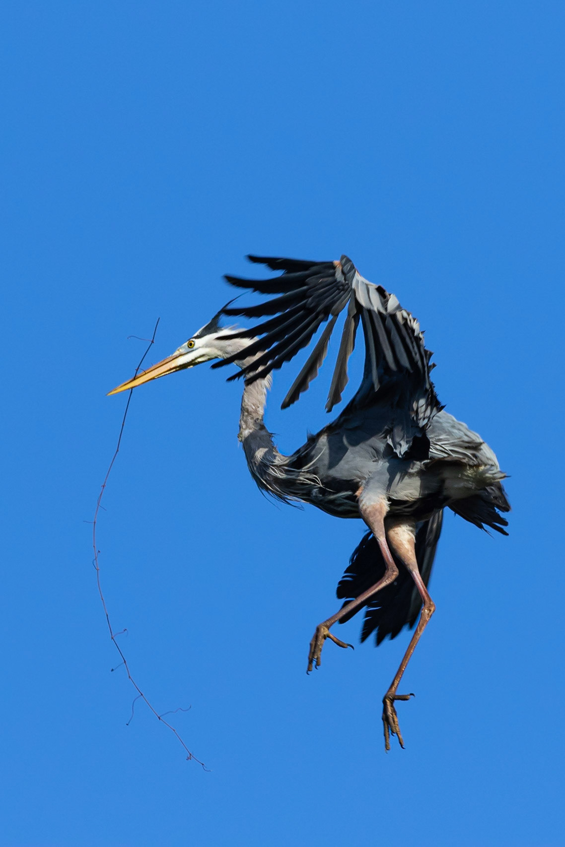 Rookery 21, Sea Trail