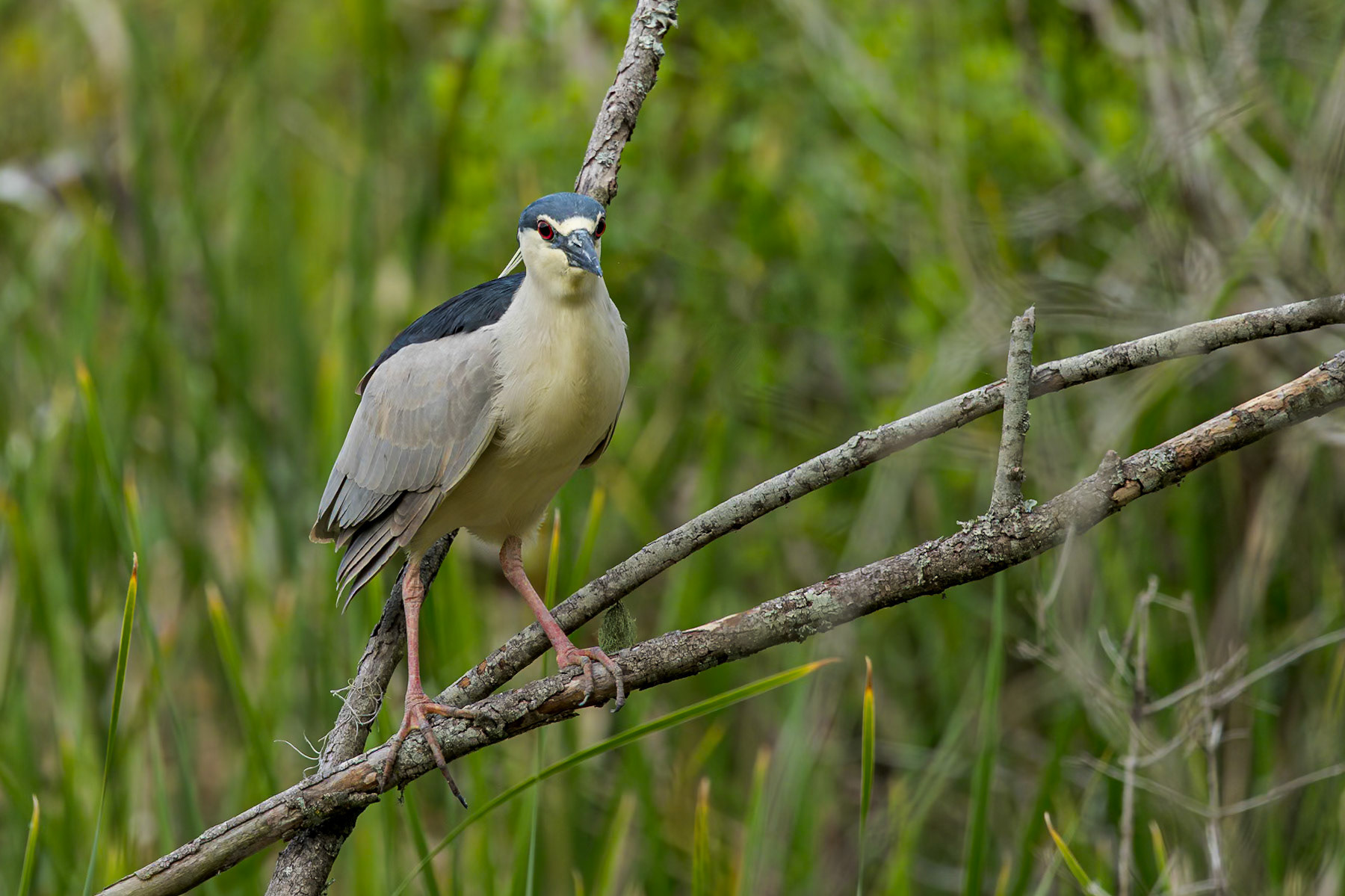 Black crowned night heron 7, Huntington Beach State Park, SC