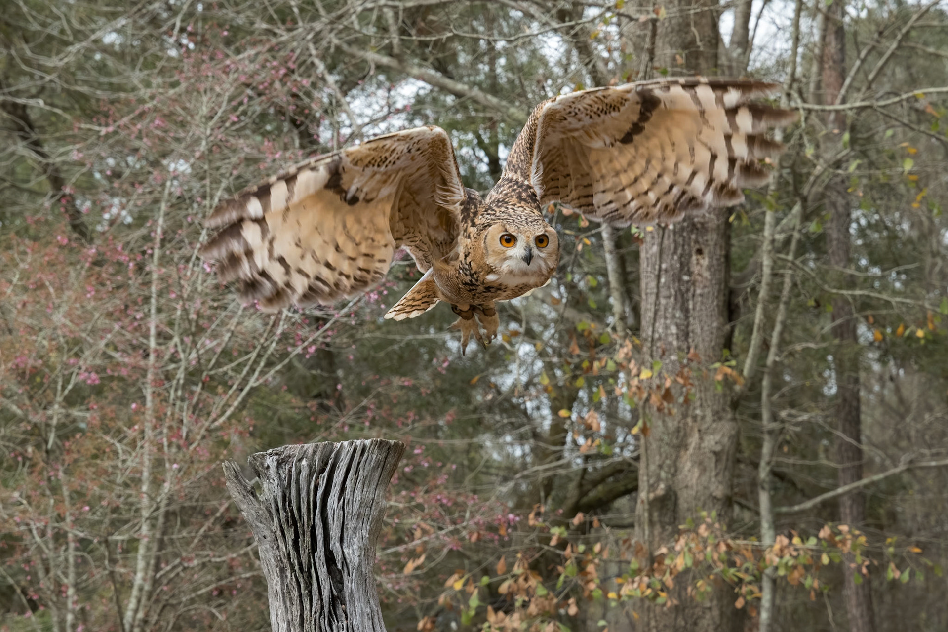 Desert eagle owl, pharoah eagle owl 10,  Center for Birds of Prey, Awendaw, SC