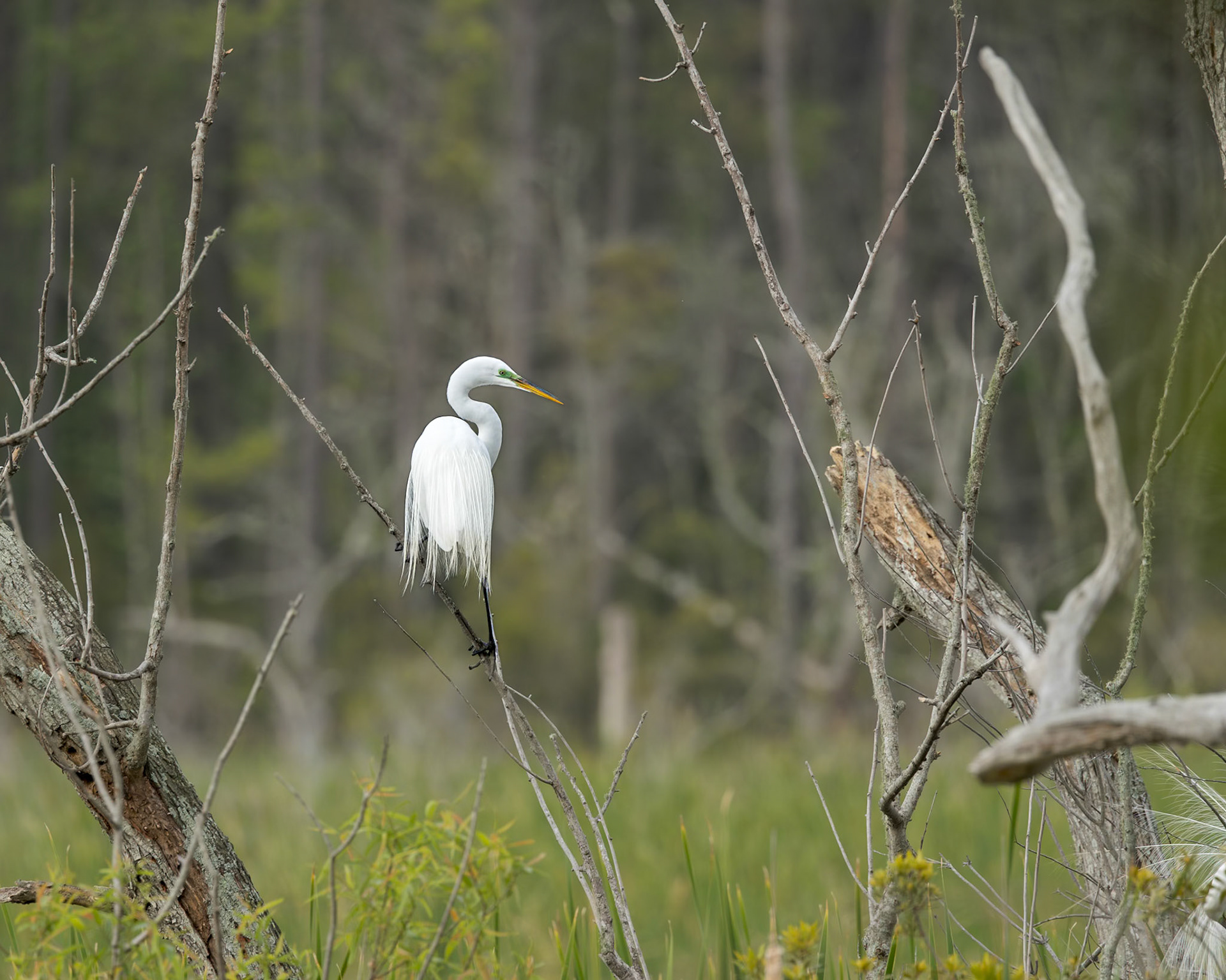 Great egret 89, Huntington Beach State Park