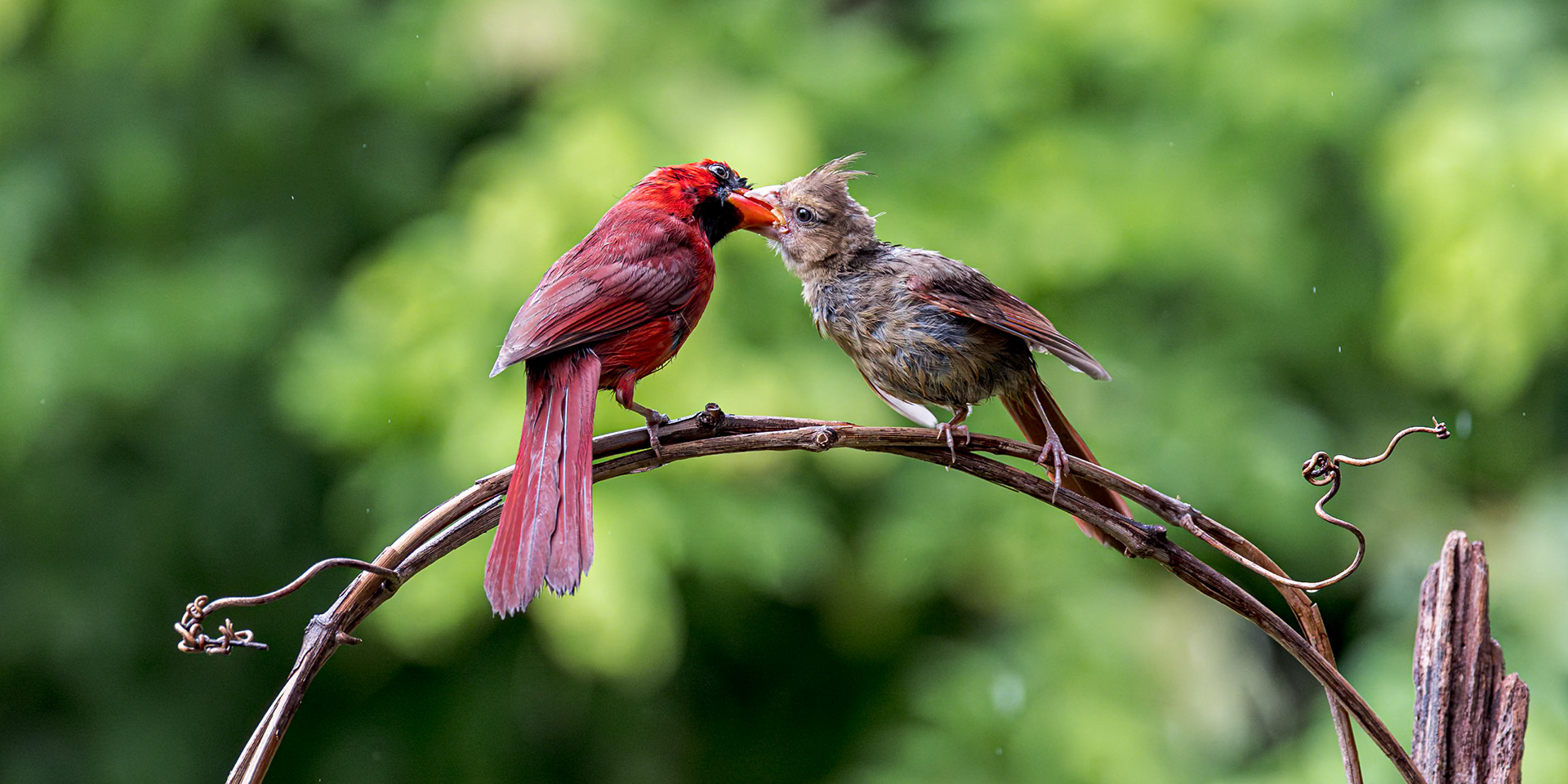 Cardinal 22, The Nut House, Clemson, SC