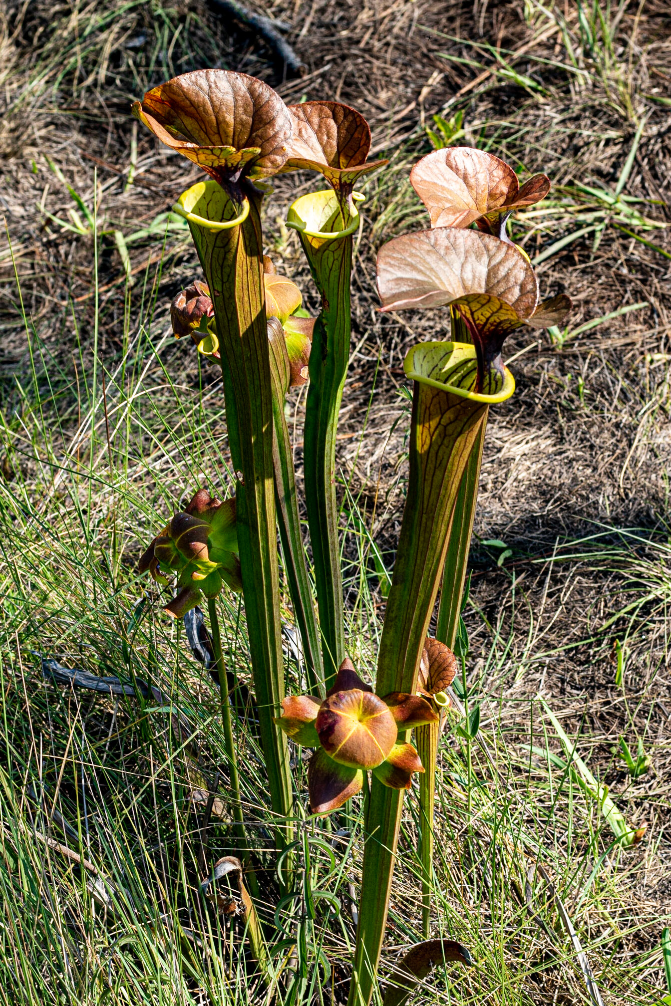Copper top Pitcher plant, Green Swamp 28
