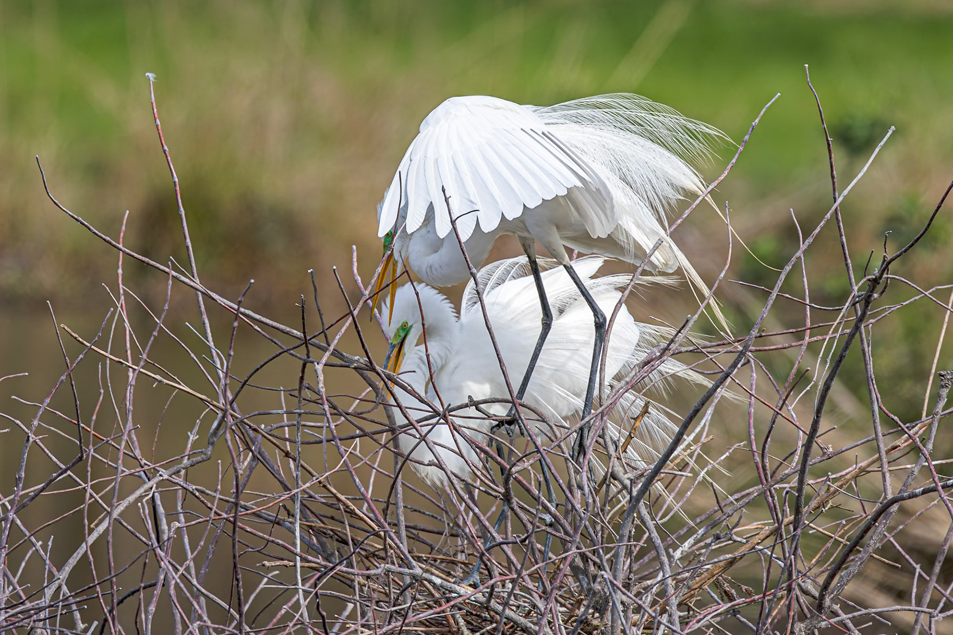 Great egret 73, Cypress Wetlands, Port Royal, SC