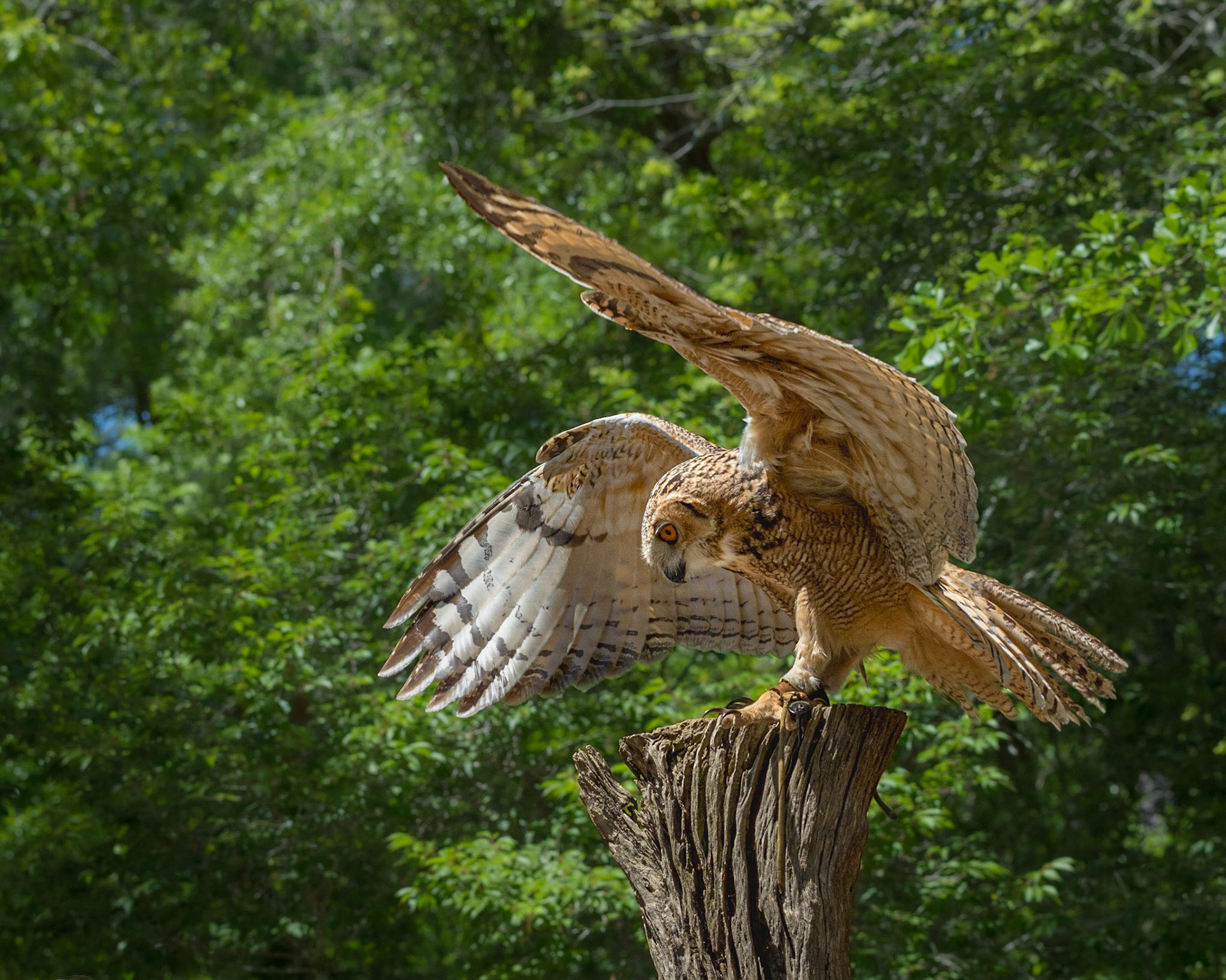 Dessert eagle owl 5, The Center for Birds of Prey, Awendaw, SC, SCAIR 66