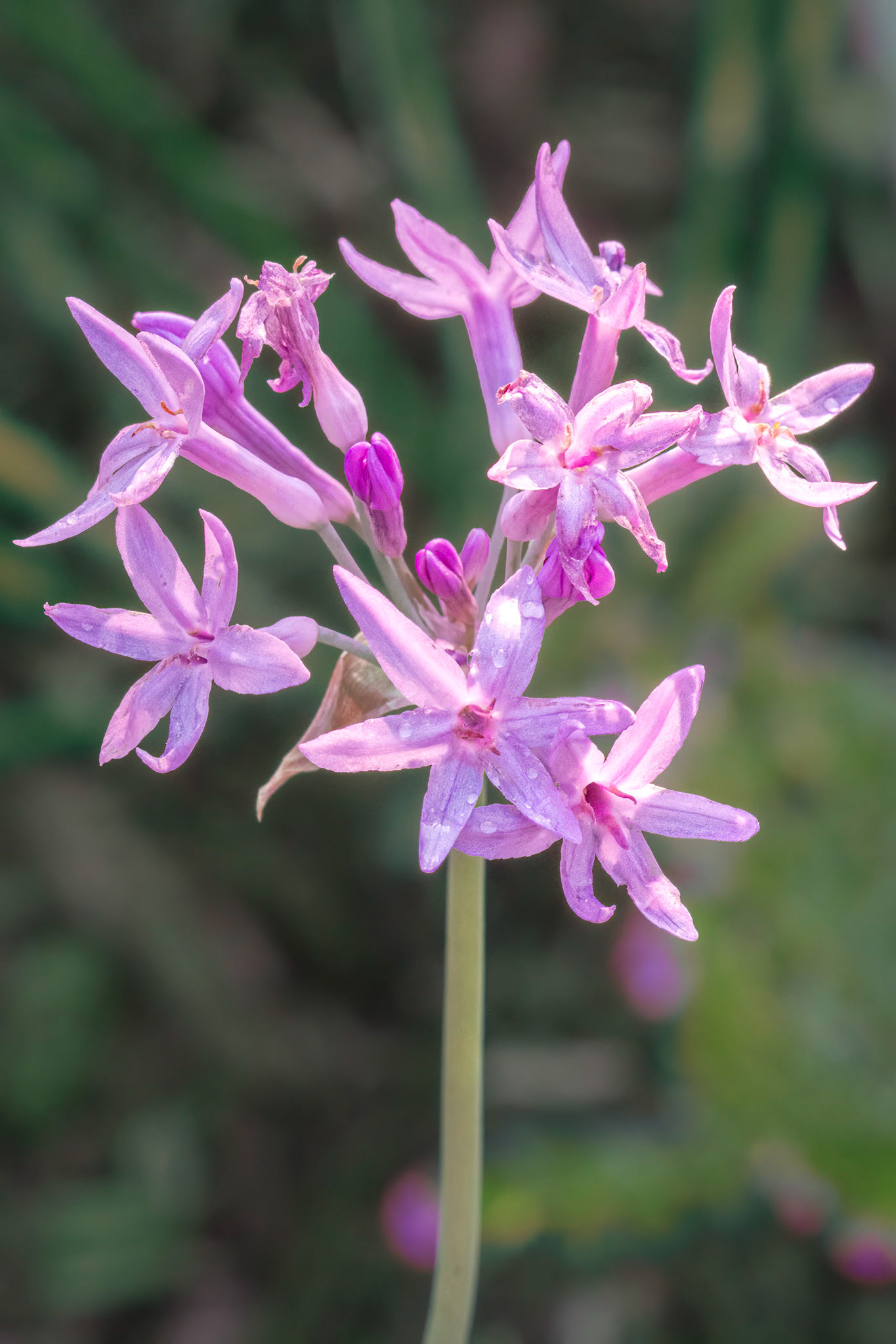 ??? 2, Brunswick County Botanical Gardens