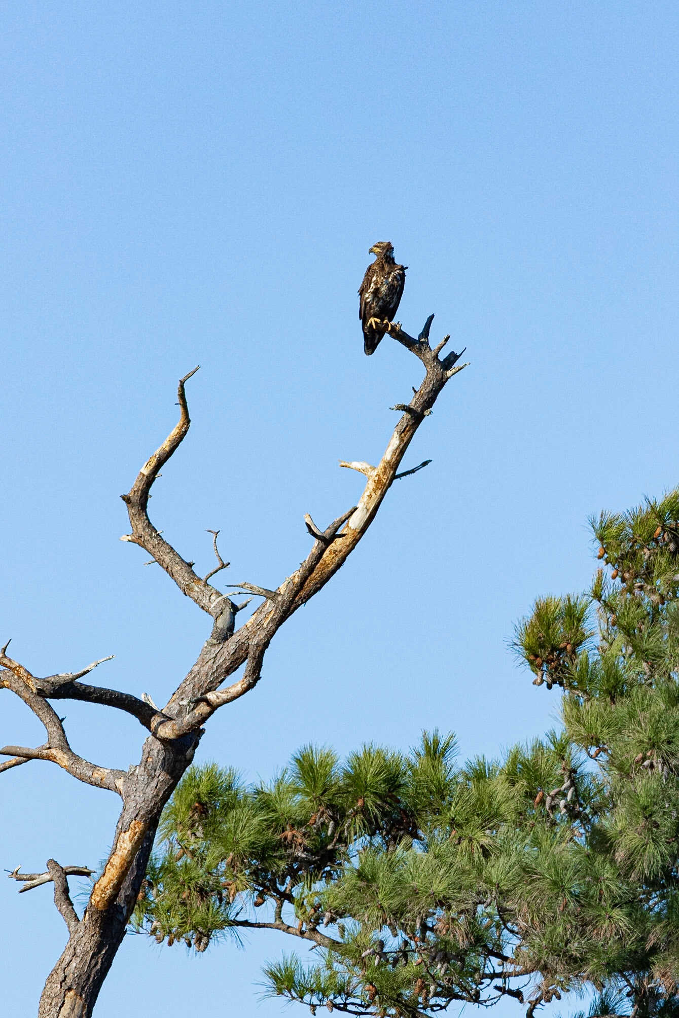 Bald Eagle 32, Carl Bazemore Platform, Sunset Beach