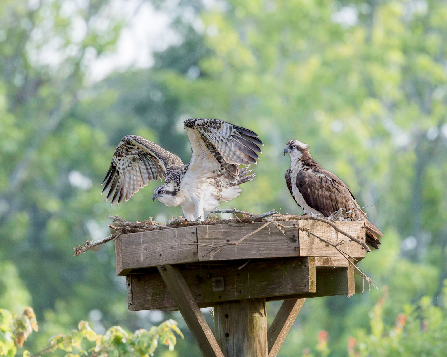 Osprey 108, Sea Trail