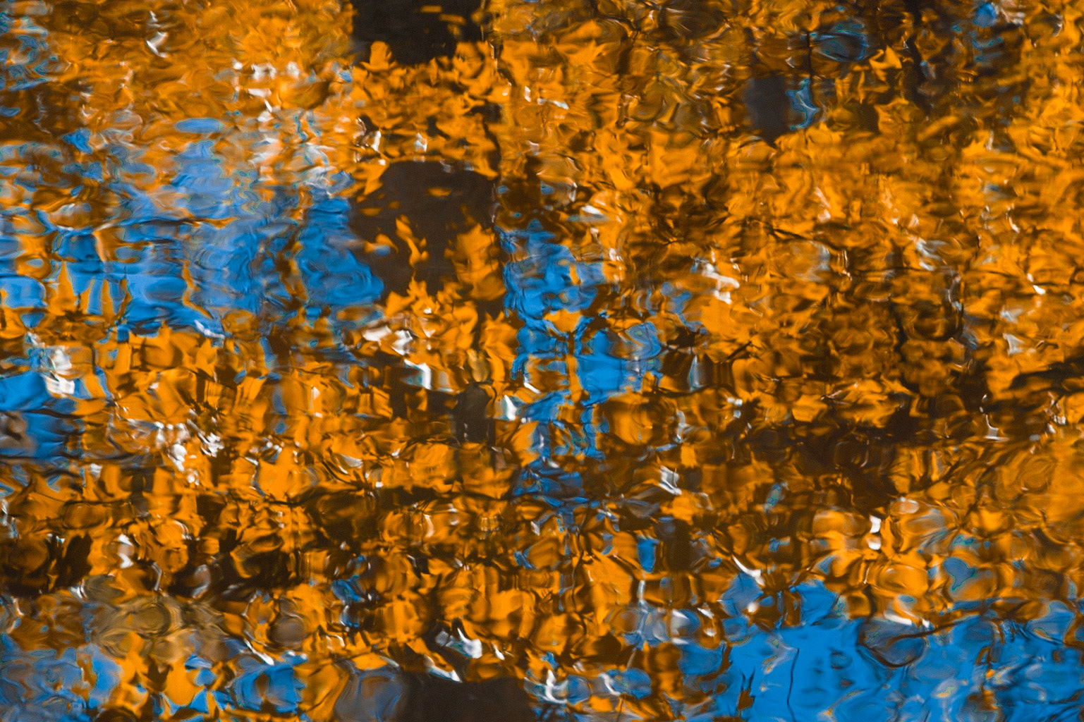 Leaves reflecting 1, EV Henwood Preserve