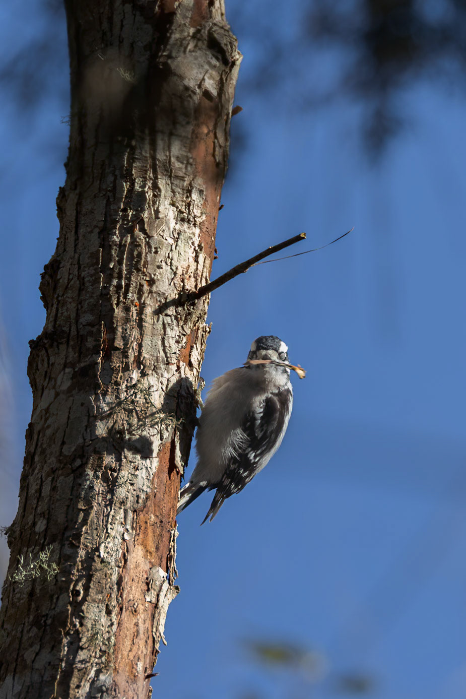 Downy woodpecker 7, Huntington Beach State Park, SC