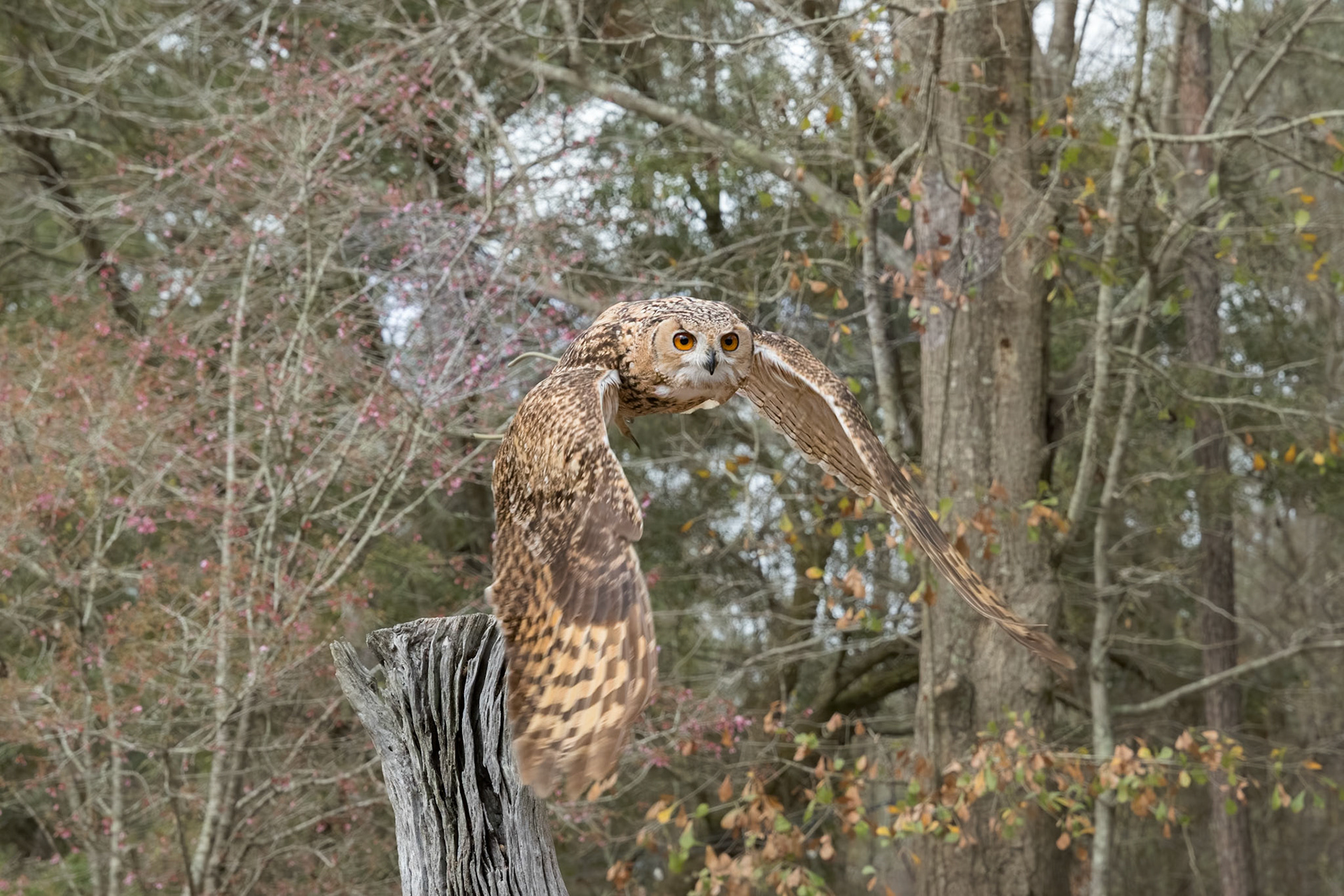 Desert eagle owl, pharoah eagle owl 9,  Center for Birds of Prey, Awendaw, SC