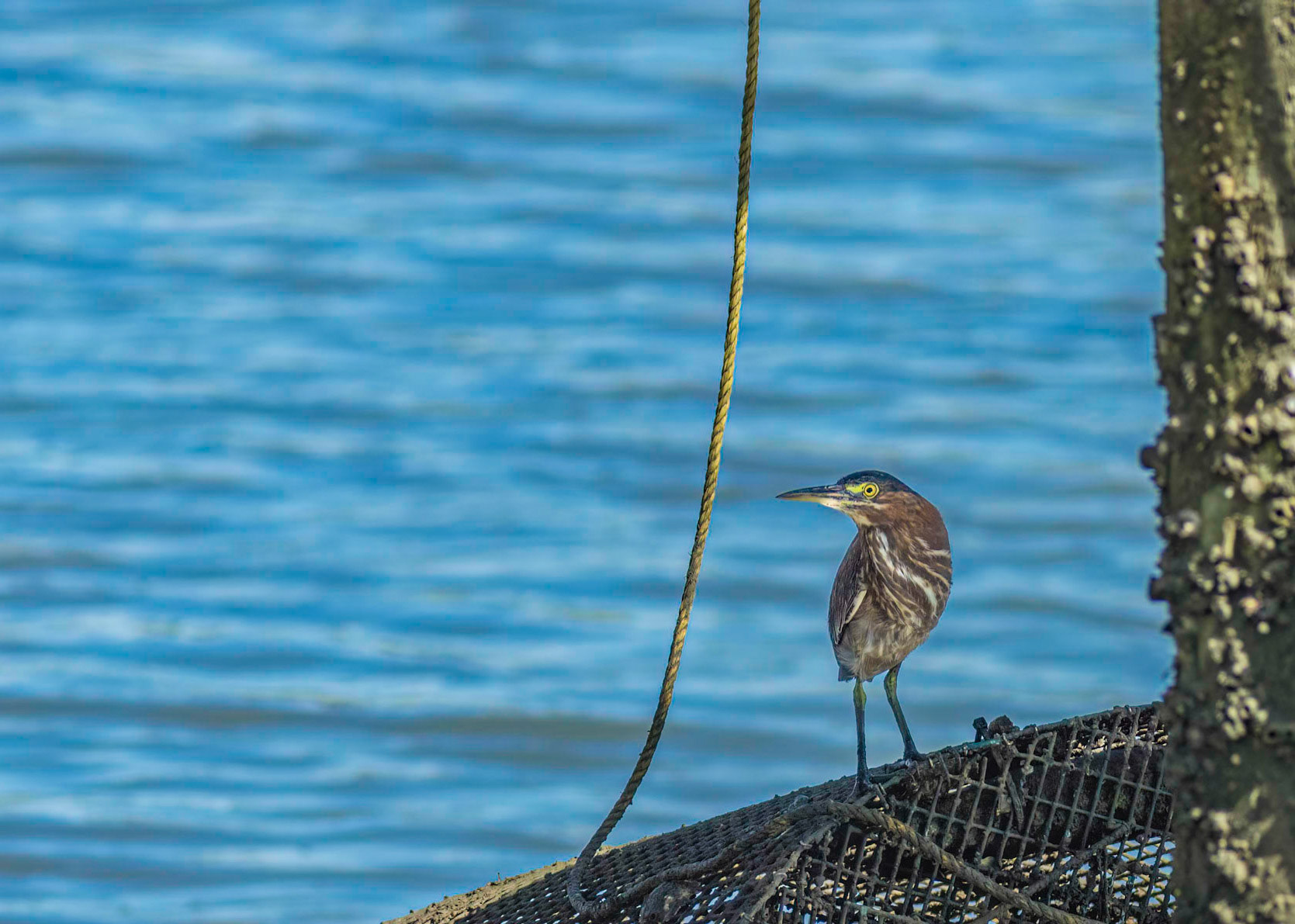Green Heron 6, OIB ferry landing area