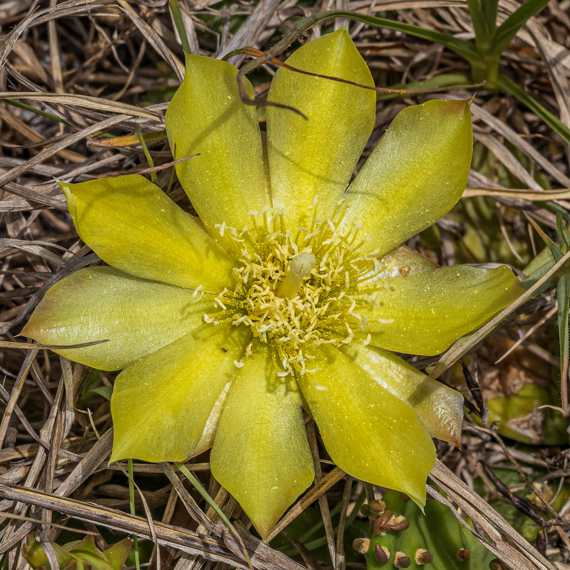 Prickly pear 3, OIB east end