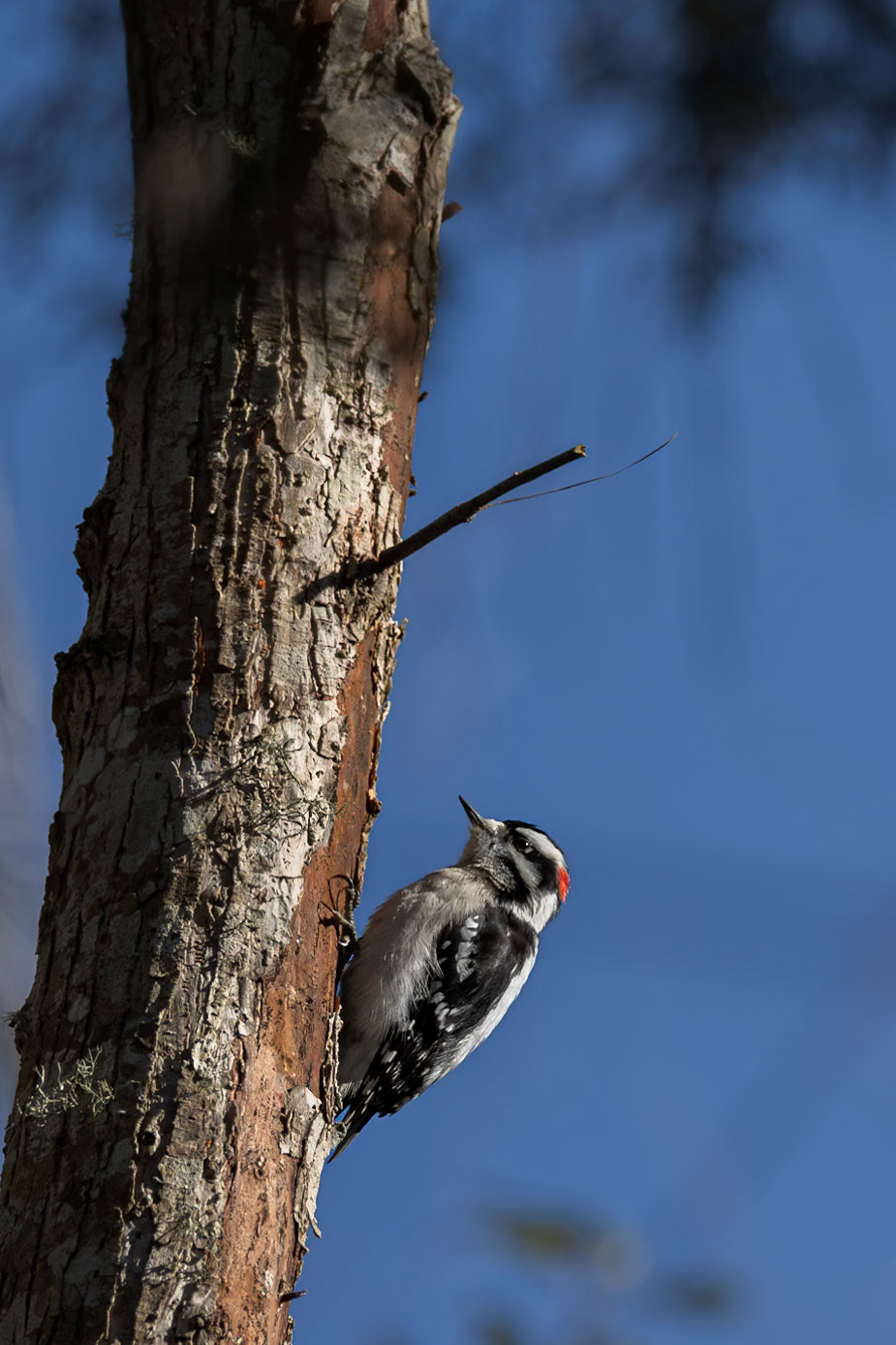 Downy woodpecker 9, Huntington Beach State Park, SC