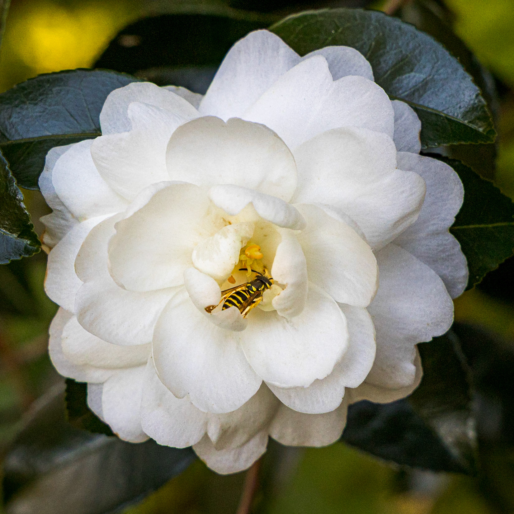 Camellia 7, Brunswick County Botanical Gardens