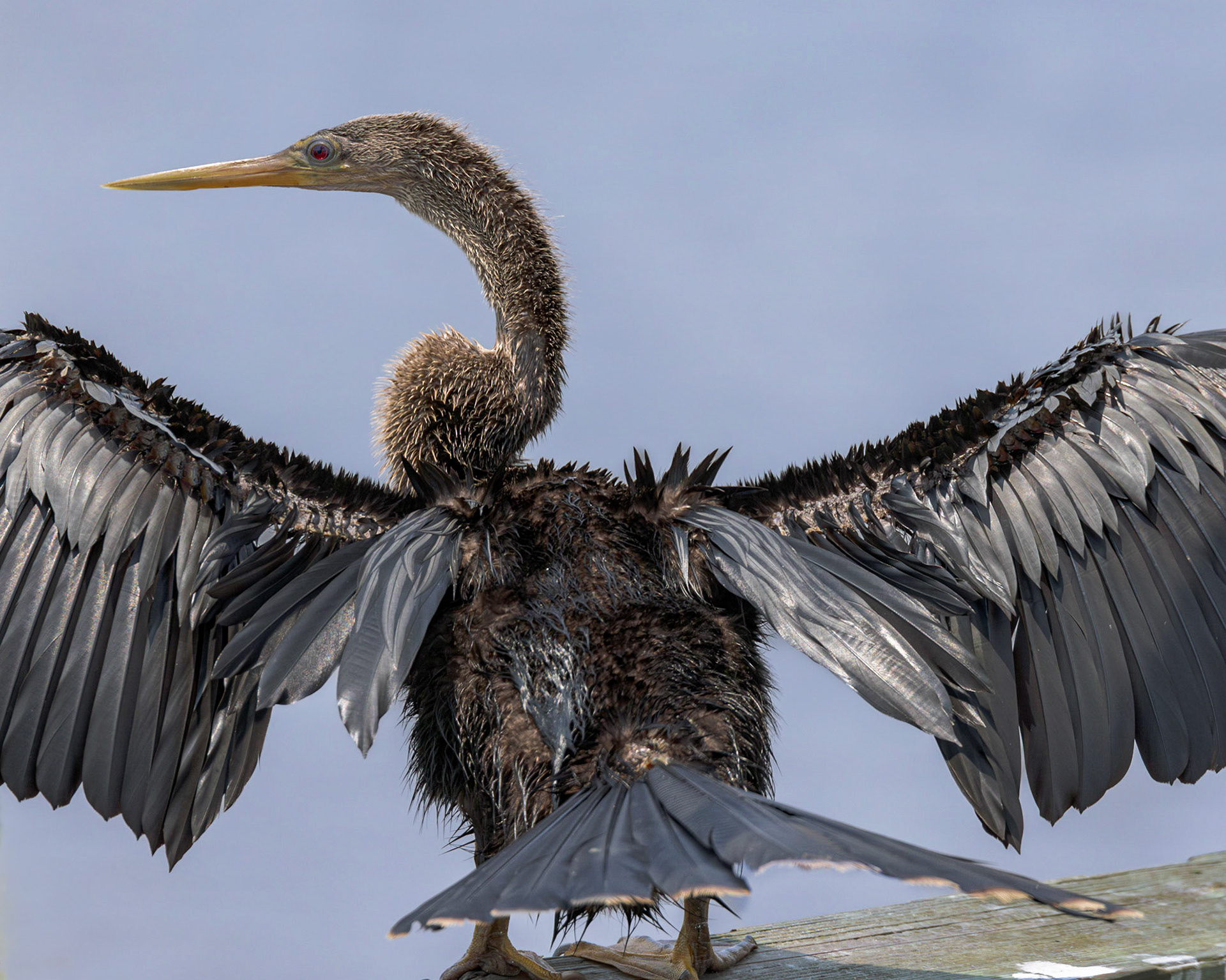 Anhinga 24, Huntington Beach SC