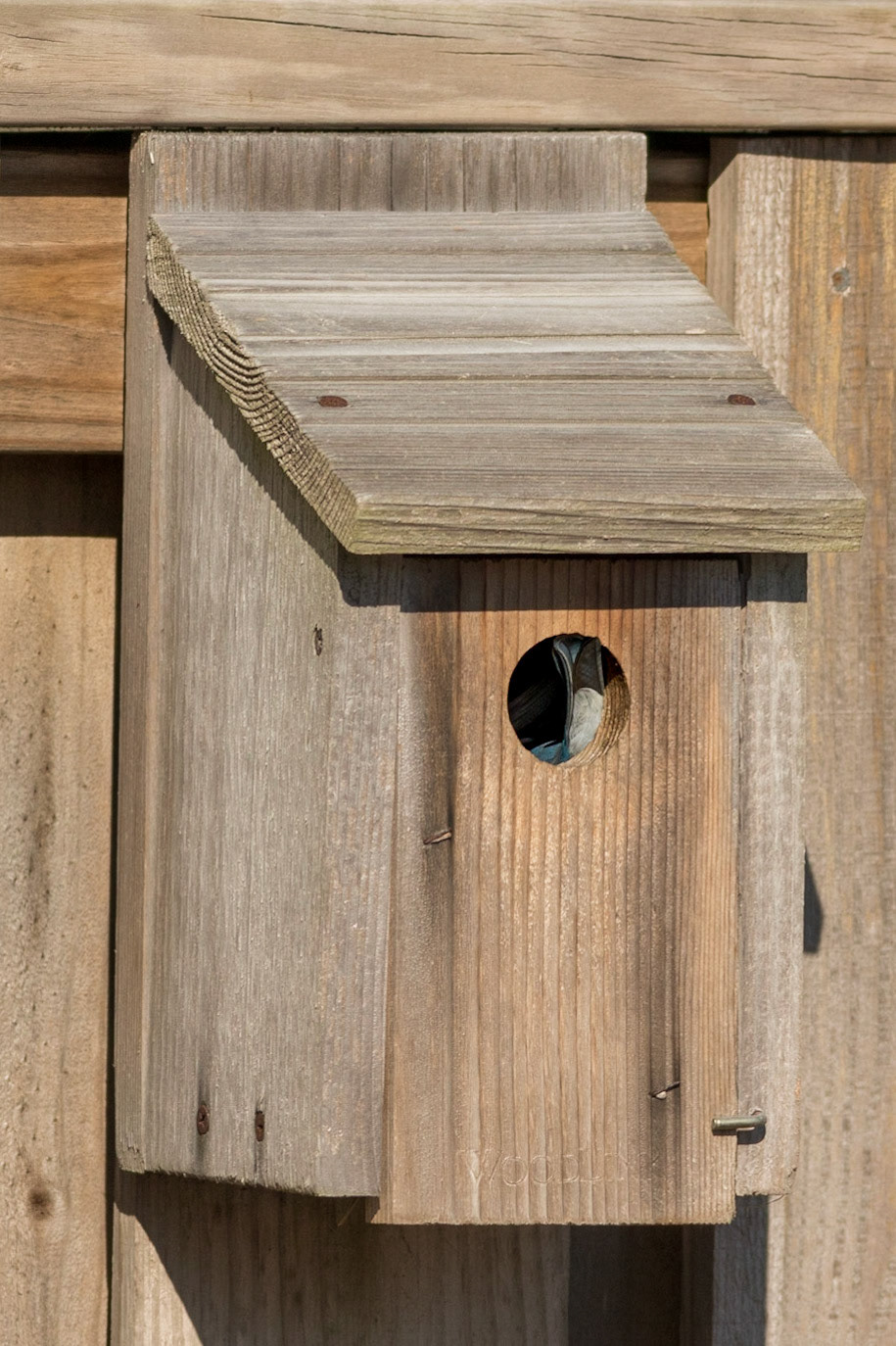 Eastern bluebirds 61, OIB