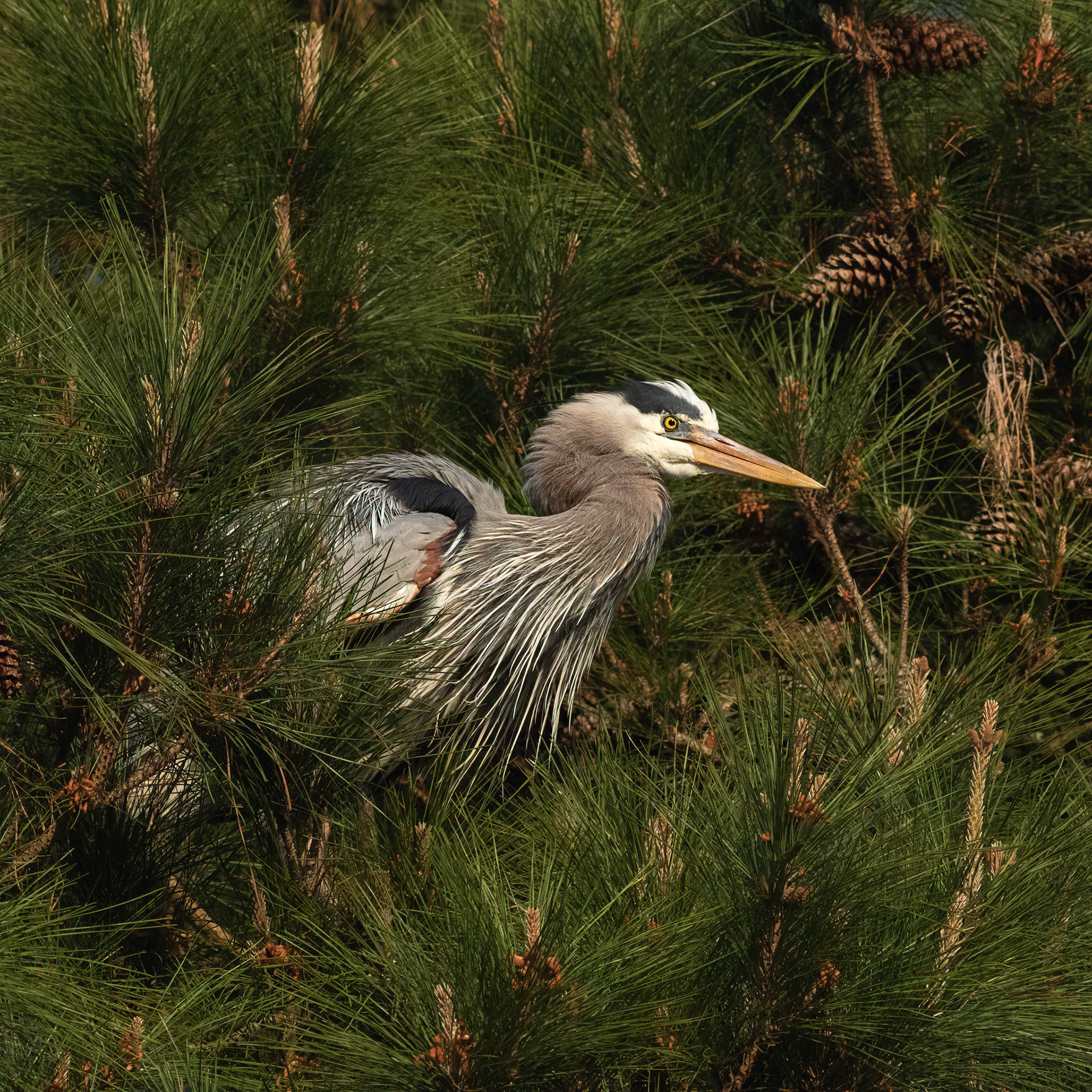 Rookery 20, Sea Trail