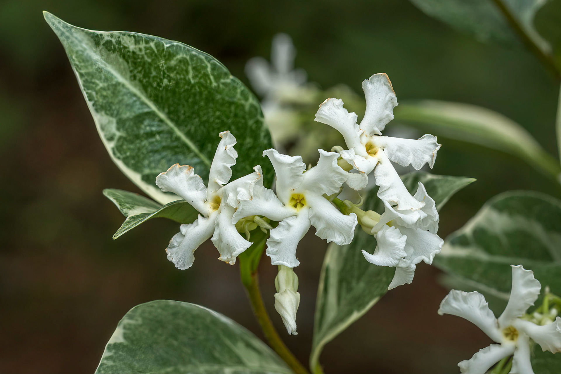 Confederate Jasmine 2, Brunswick County Botanical Gardens