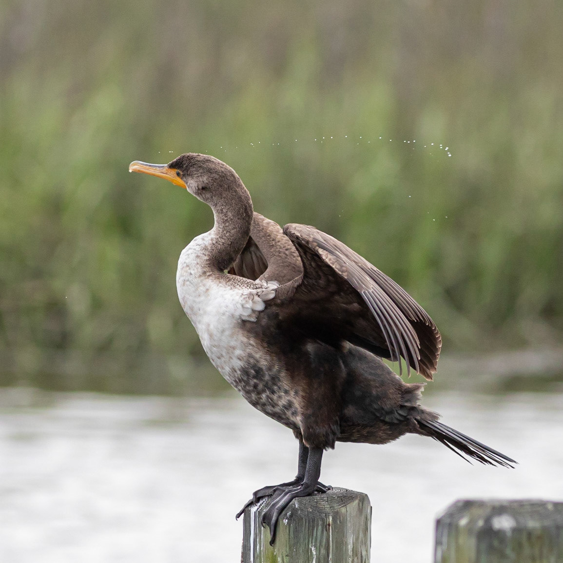 Cormorant 1, OIB