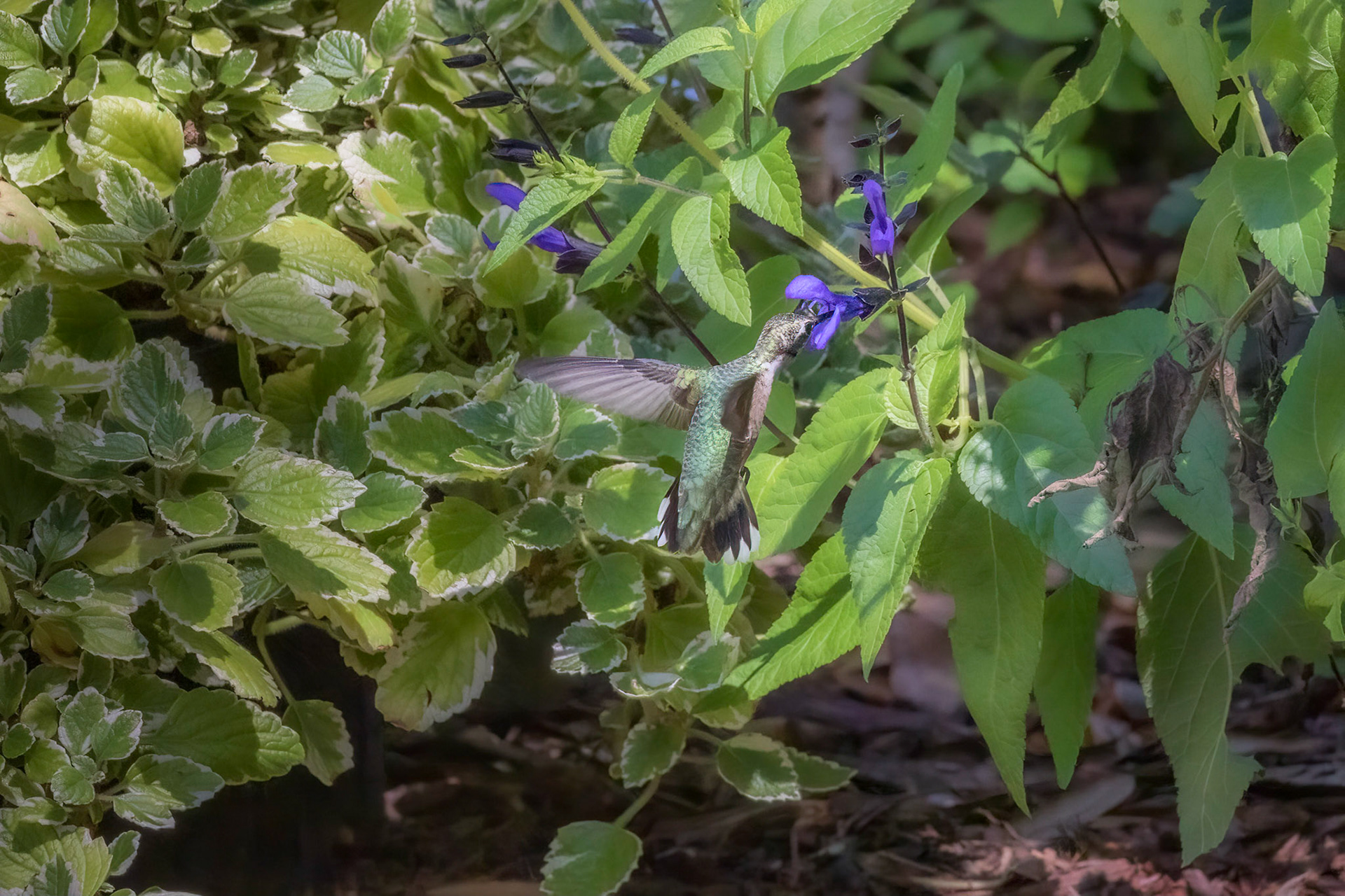 Hummingbird 3, Brunswick County Botanical Gardens