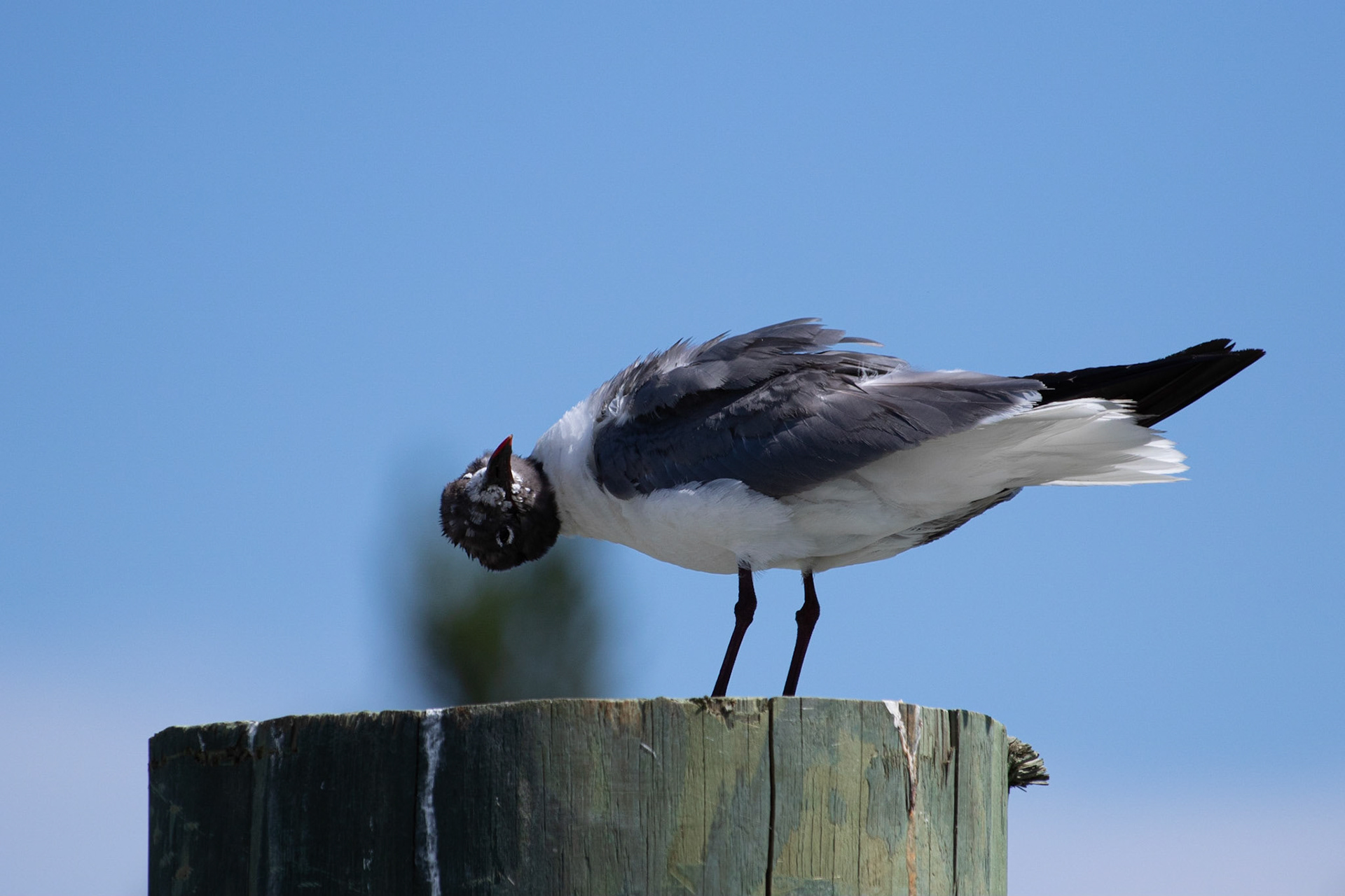 Franklins Gull 2, Southport