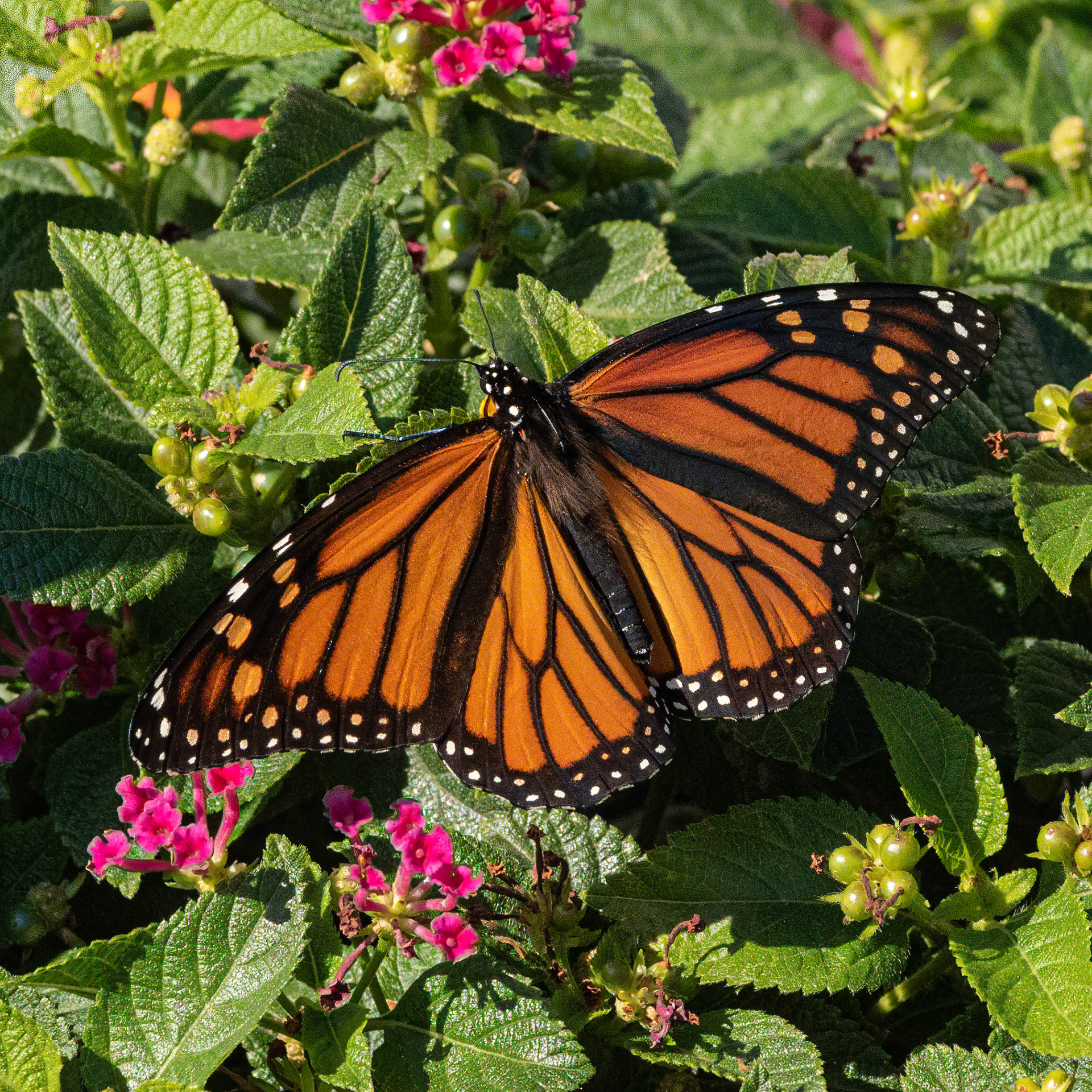 Monarch 2, OIB east end